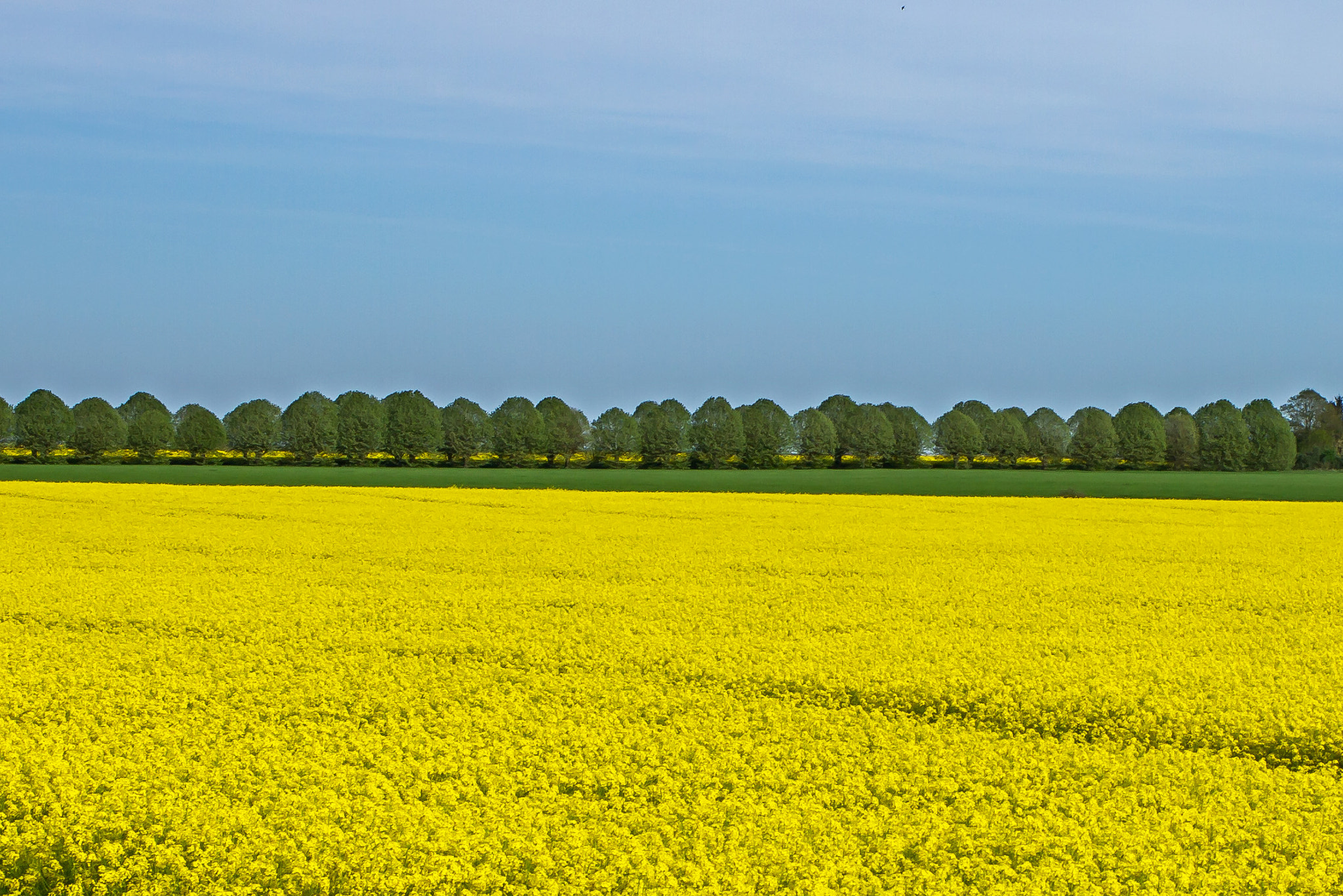 Canon EF 35mm F2 IS USM sample photo. Désert jaune photography