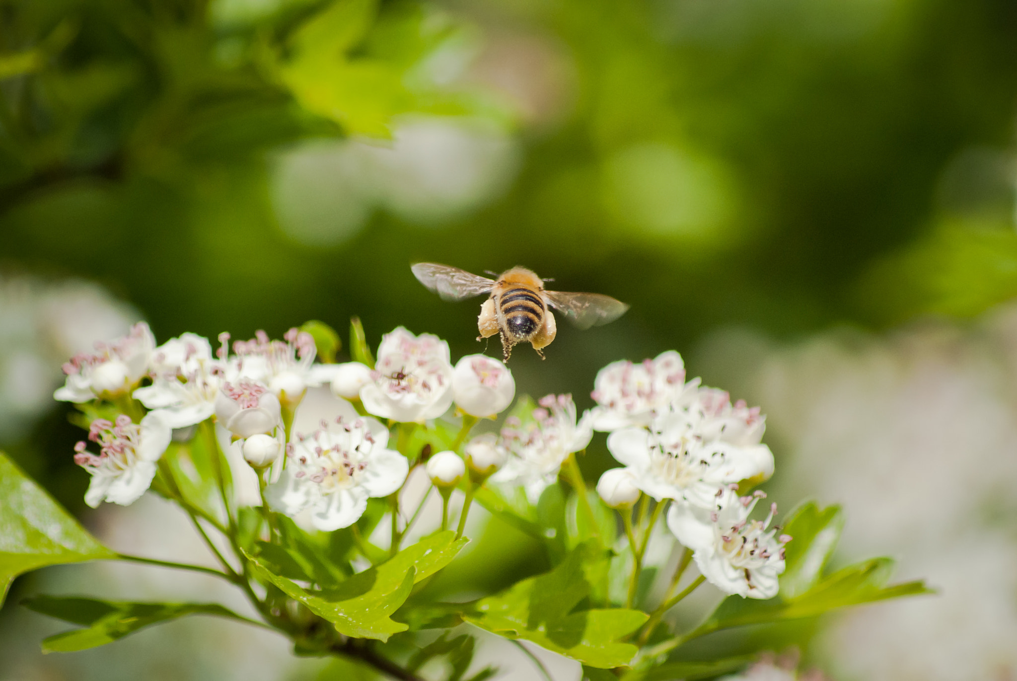 Sony Alpha DSLR-A330 sample photo. Bee photography