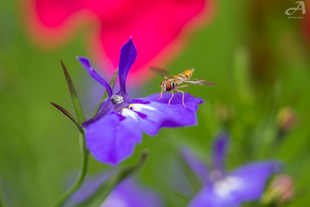 Nikon AF-S Micro-Nikkor 60mm F2.8G ED sample photo. Release. photography