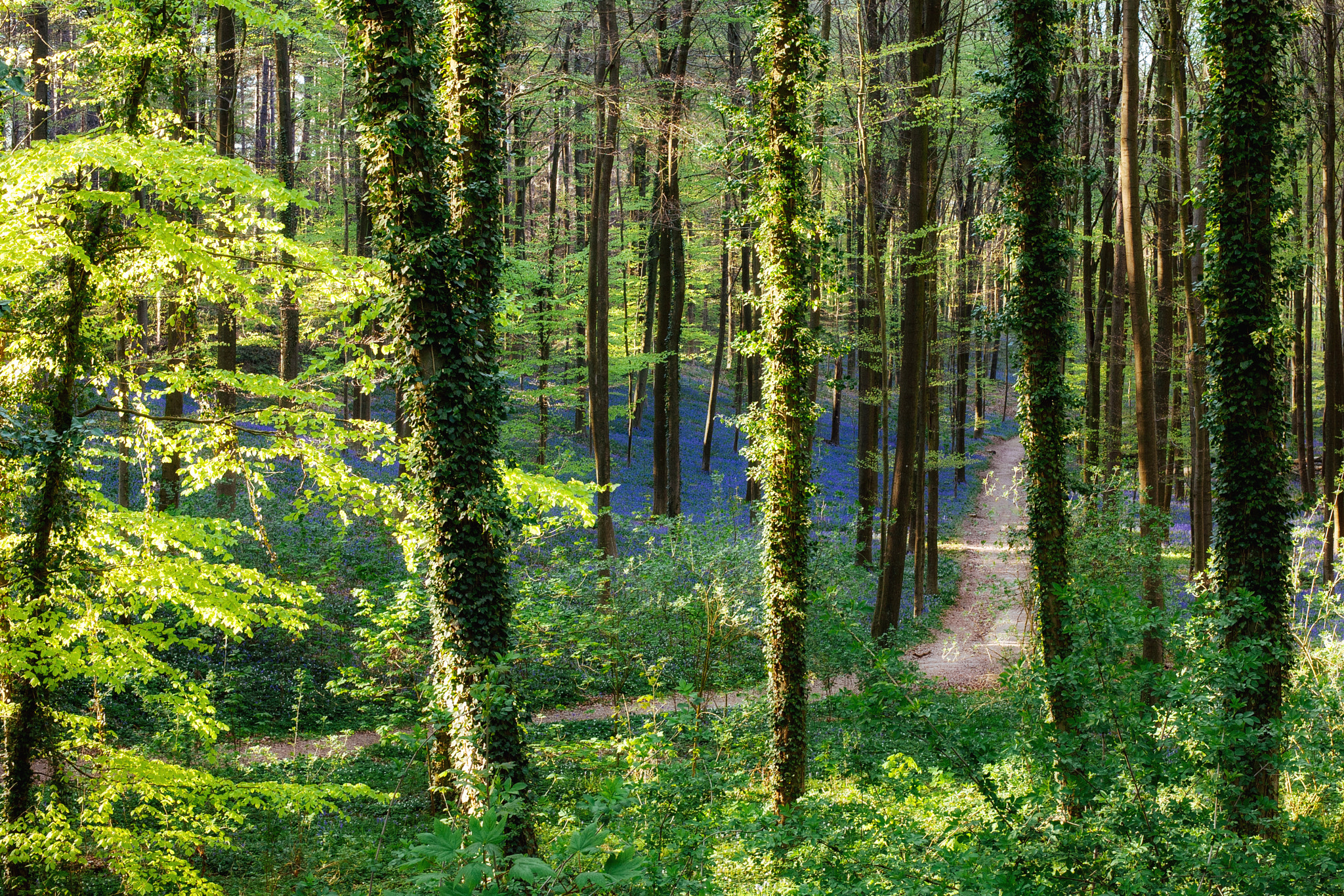 Canon EOS 5D + Canon EF 50mm F1.4 USM sample photo. Fairy woods photography