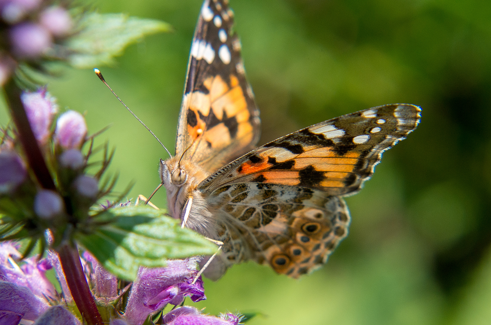 HD Pentax DA 55-300mm F4.0-5.8 ED WR sample photo. Painted lady // vanessa cardui photography
