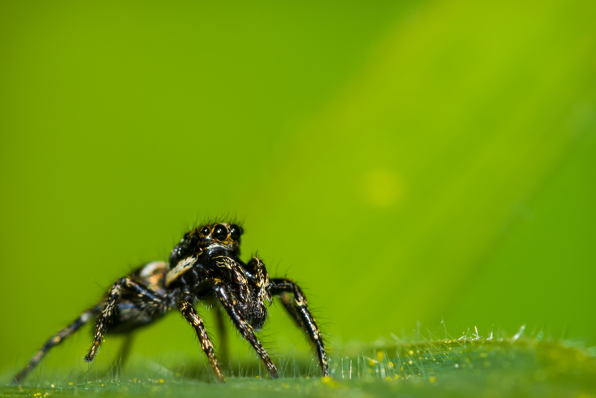 Nikon D810 + Nikon AF Micro-Nikkor 200mm F4D ED-IF sample photo. Revelation.. photography