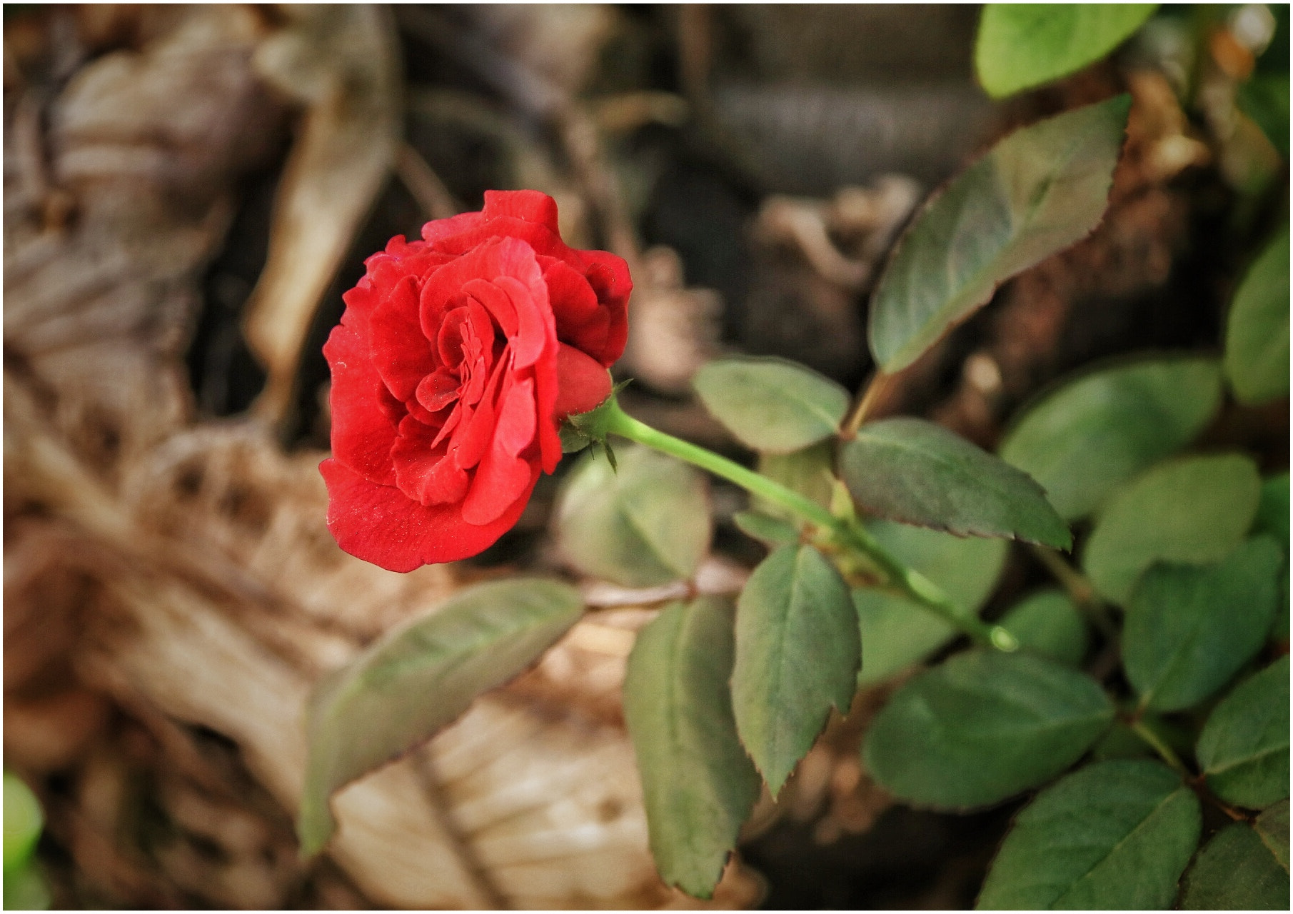 Canon EF-S 18-200mm F3.5-5.6 IS sample photo. Untitled photography