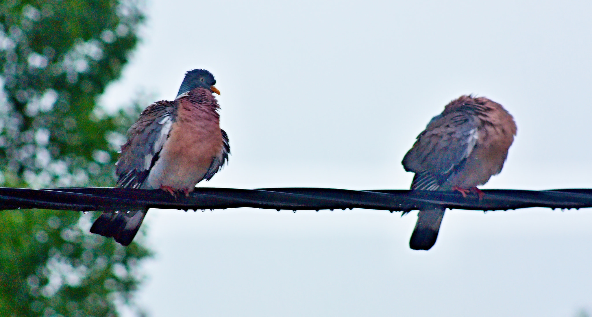 Canon EOS 450D (EOS Rebel XSi / EOS Kiss X2) + 75.00 - 300.00 mm sample photo. Lovebirds in the rain photography