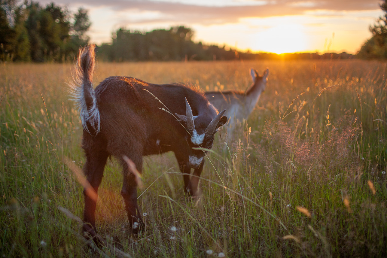 Canon EOS 5D + Canon EF 35mm F1.4L USM sample photo. Goats photography