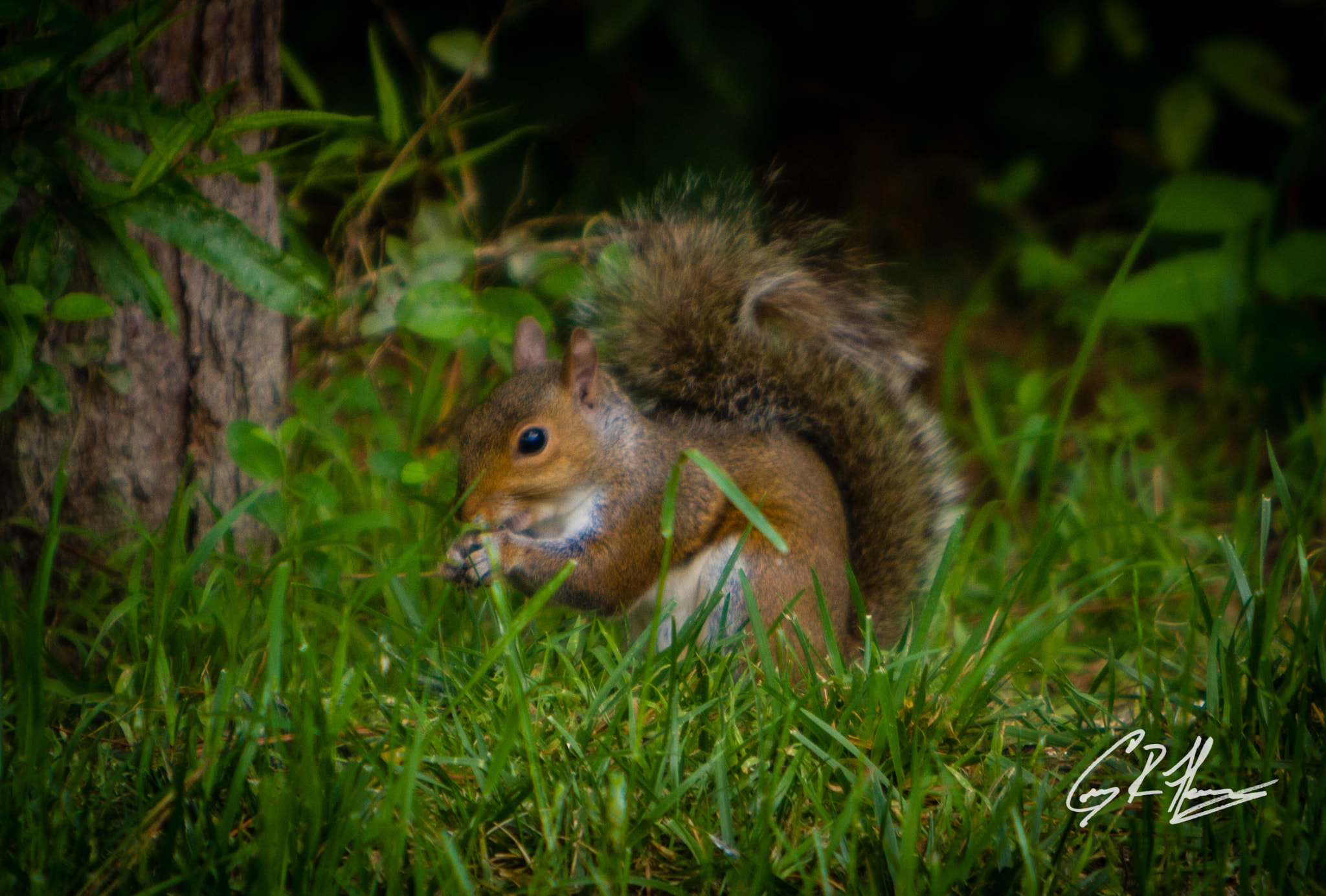 Canon EF 70-200mm F2.8L IS USM sample photo