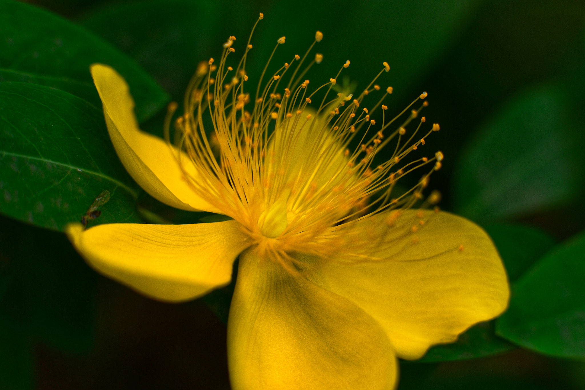 Fujifilm X-E2 + Fujifilm XF 56mm F1.2 R APD sample photo. What flower?（helena say it's a hypericum） photography