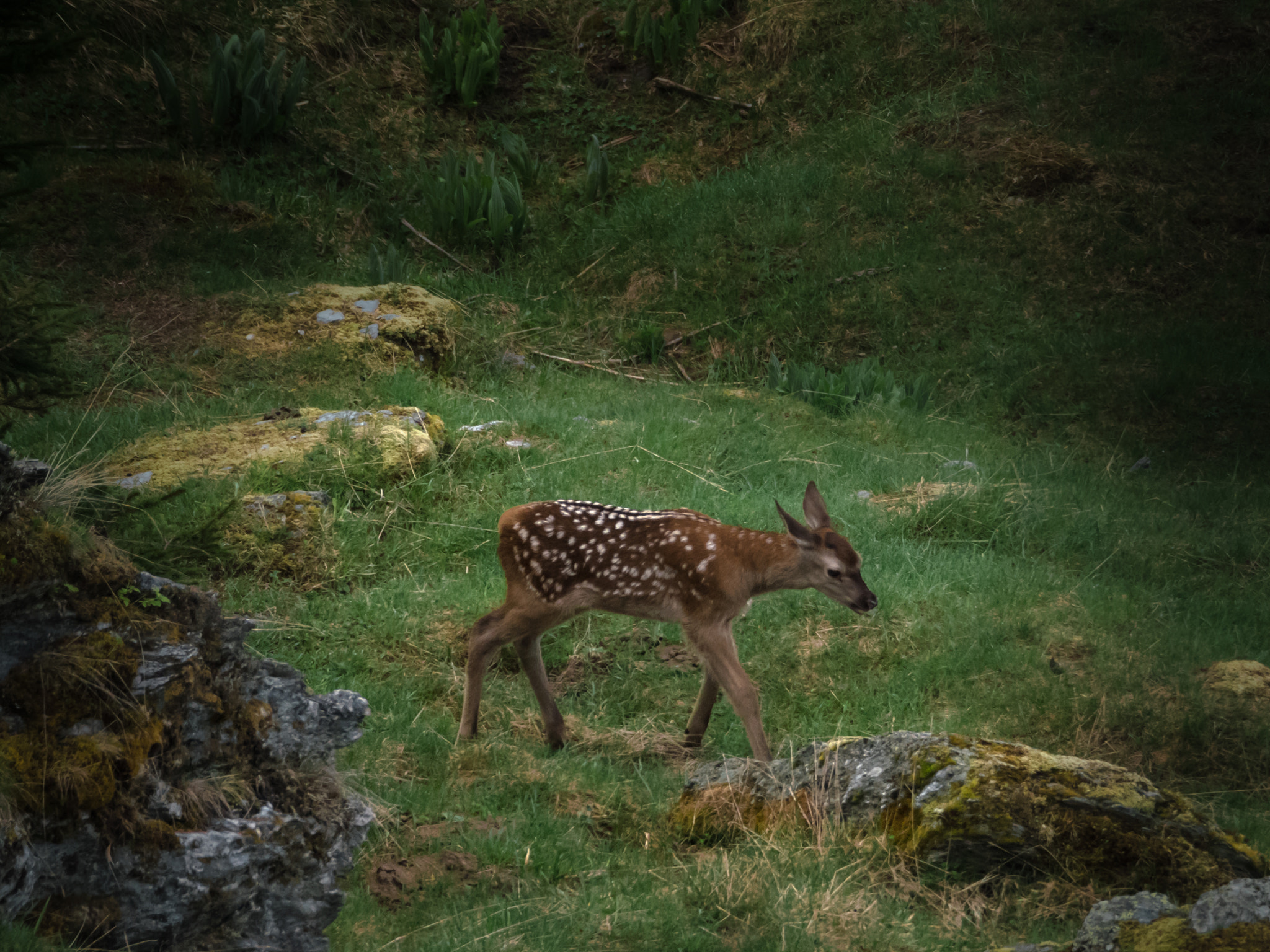 Panasonic Lumix DMC-GX8 sample photo. New born photography