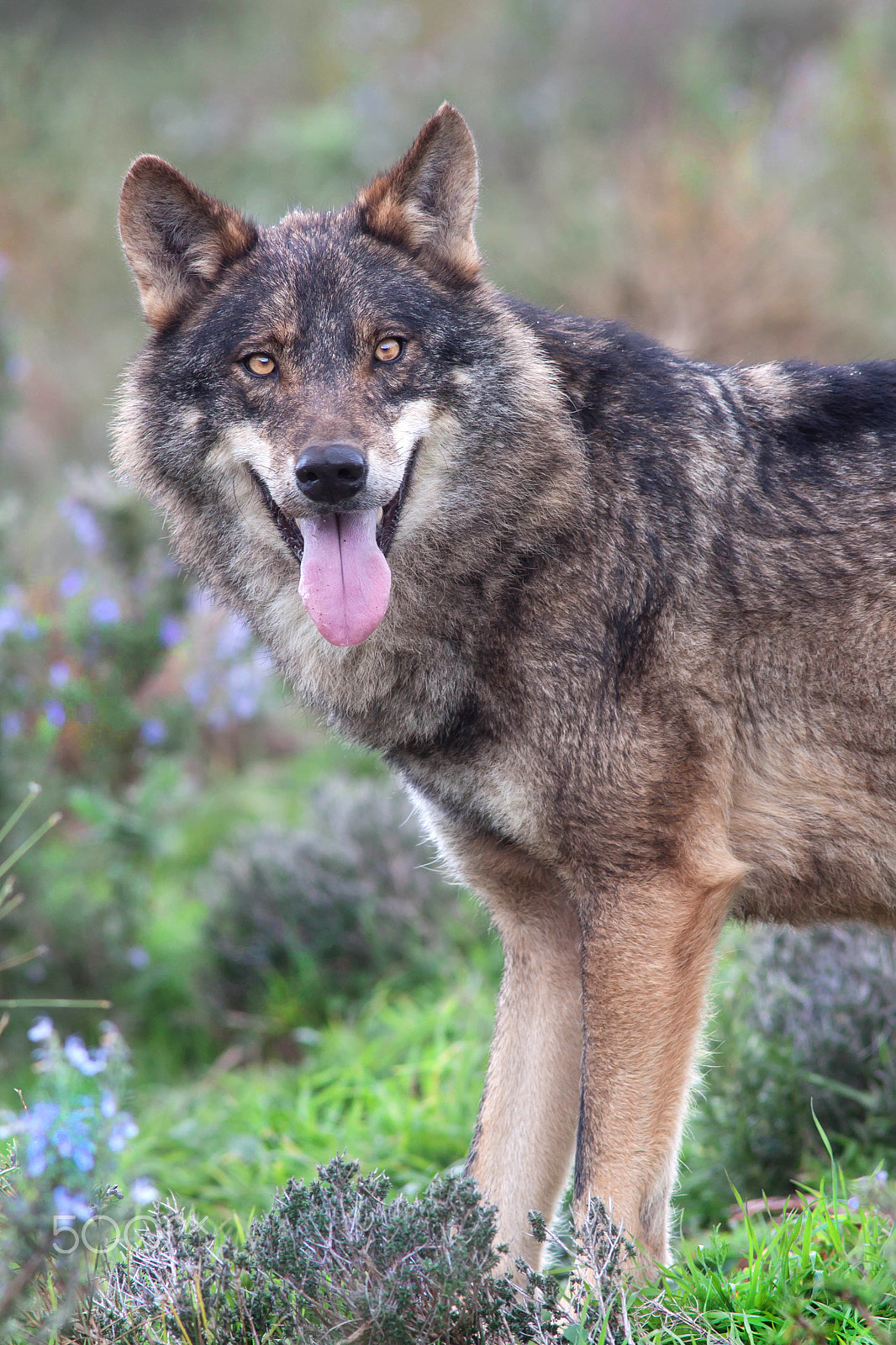Canon EOS 50D + Canon EF 200mm F2.8L II USM sample photo. Iberian wolf photography