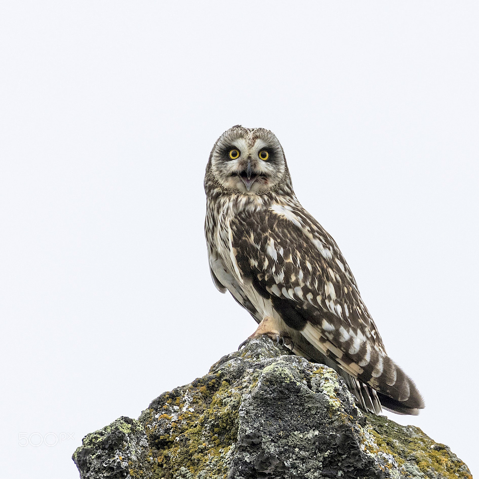 Canon EOS 7D Mark II + Canon EF 100-400mm F4.5-5.6L IS II USM sample photo. Short-eared owl photography