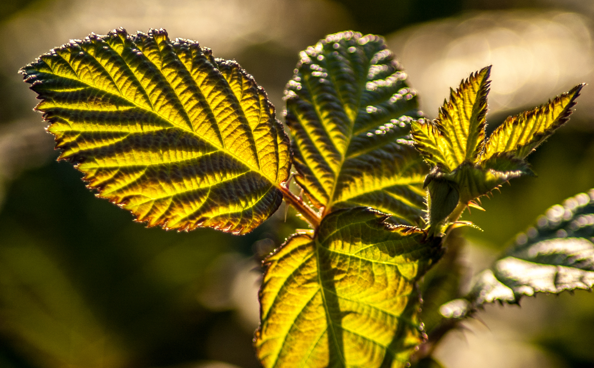 Nikon D70s + Tamron SP 70-300mm F4-5.6 Di VC USD sample photo. Glowing raspberry leaves photography