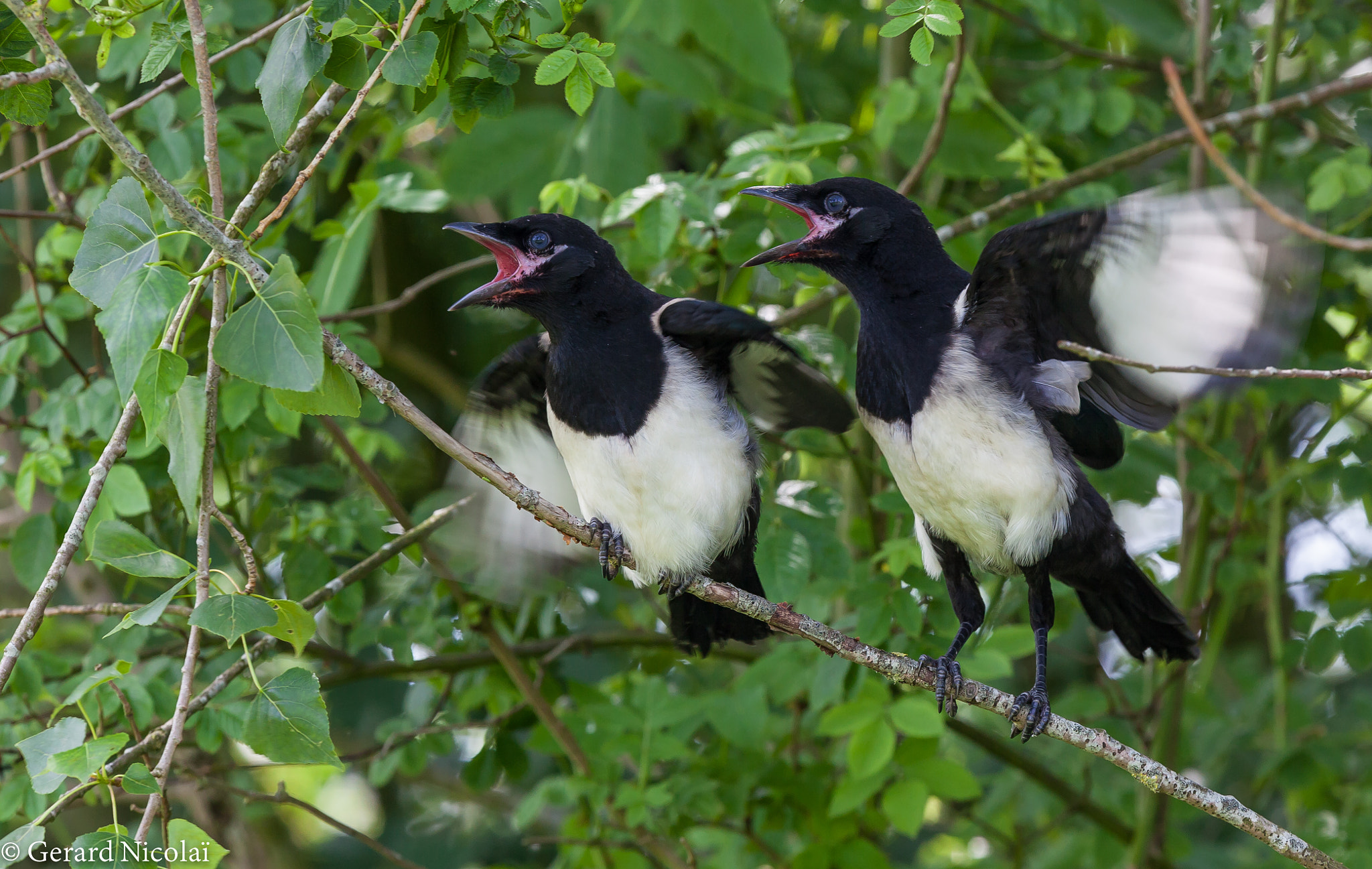 Canon EF 300mm F2.8L IS USM sample photo. Young magpies photography