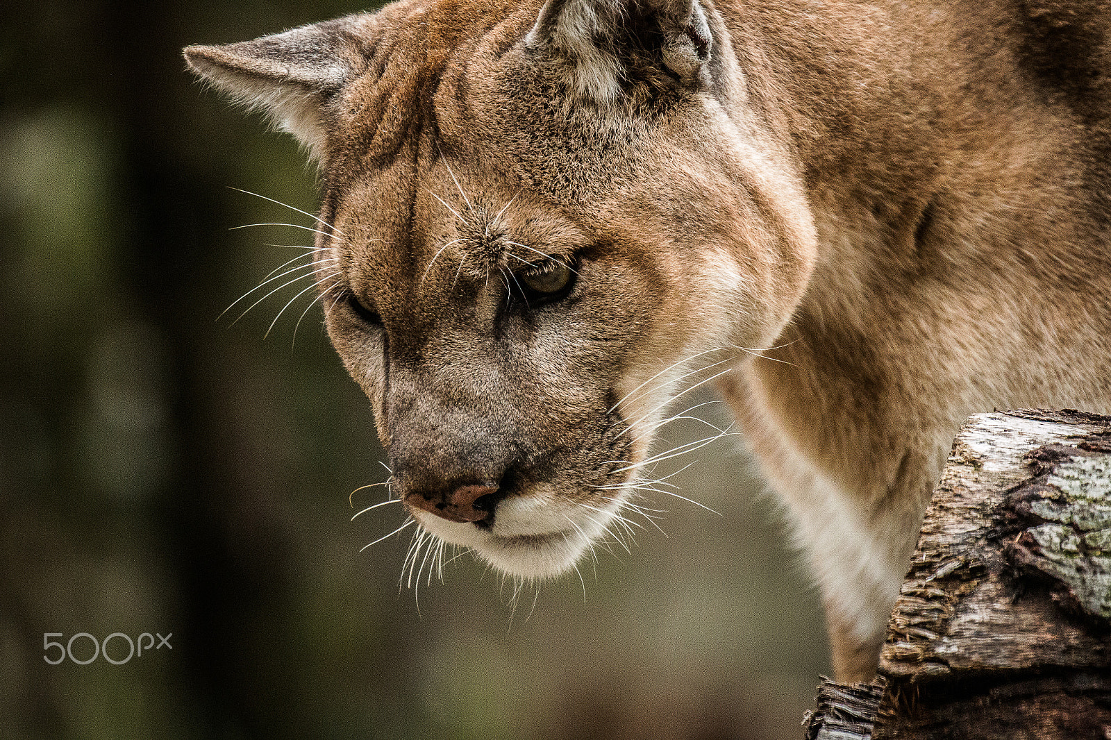 Canon EF 100-400mm F4.5-5.6L IS II USM sample photo. Stalking its prey photography