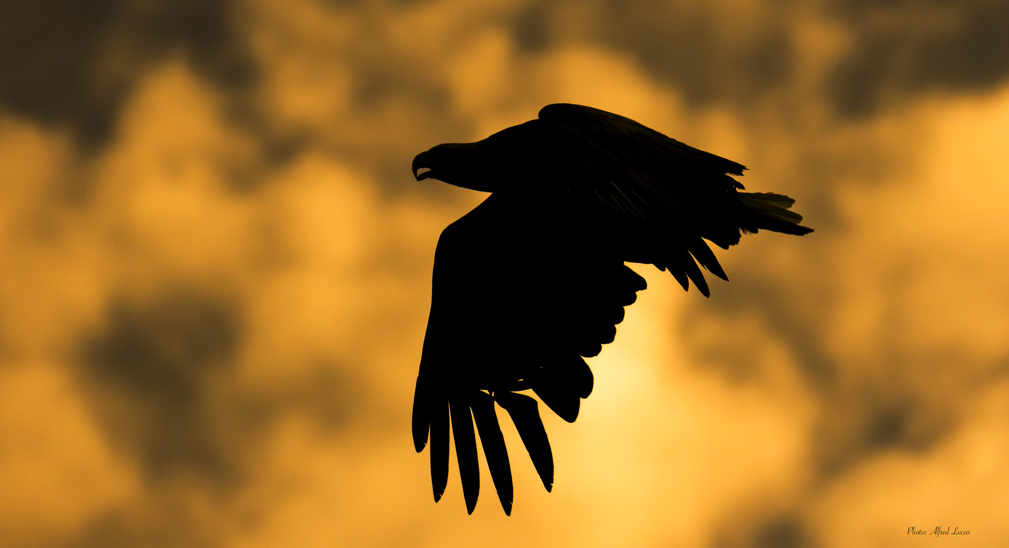 Canon EF 100-400mm F4.5-5.6L IS II USM sample photo. White-tailed eagle silhouette photography