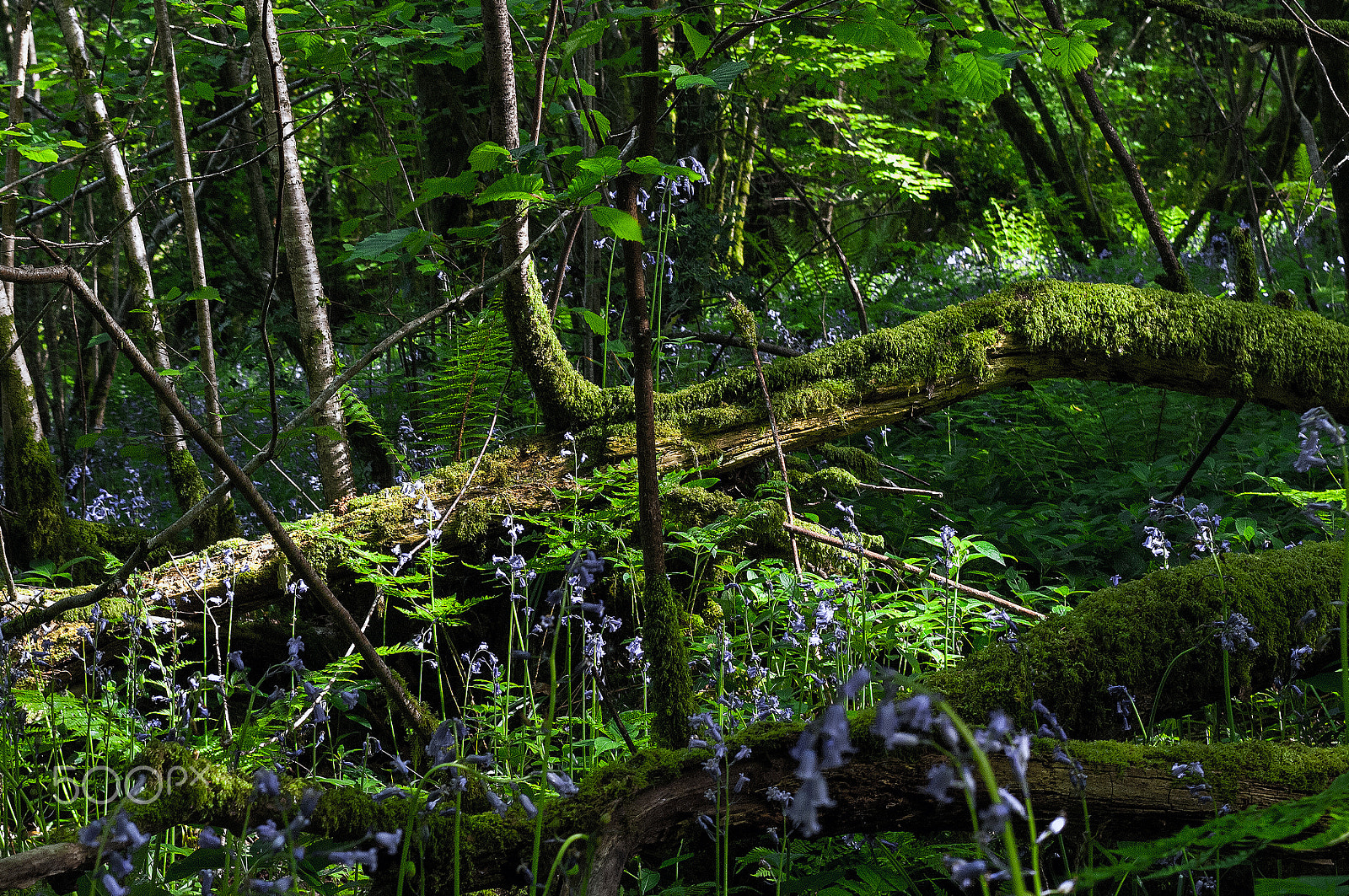 Nikon D2X sample photo. Fallen and hidden in beauty photography