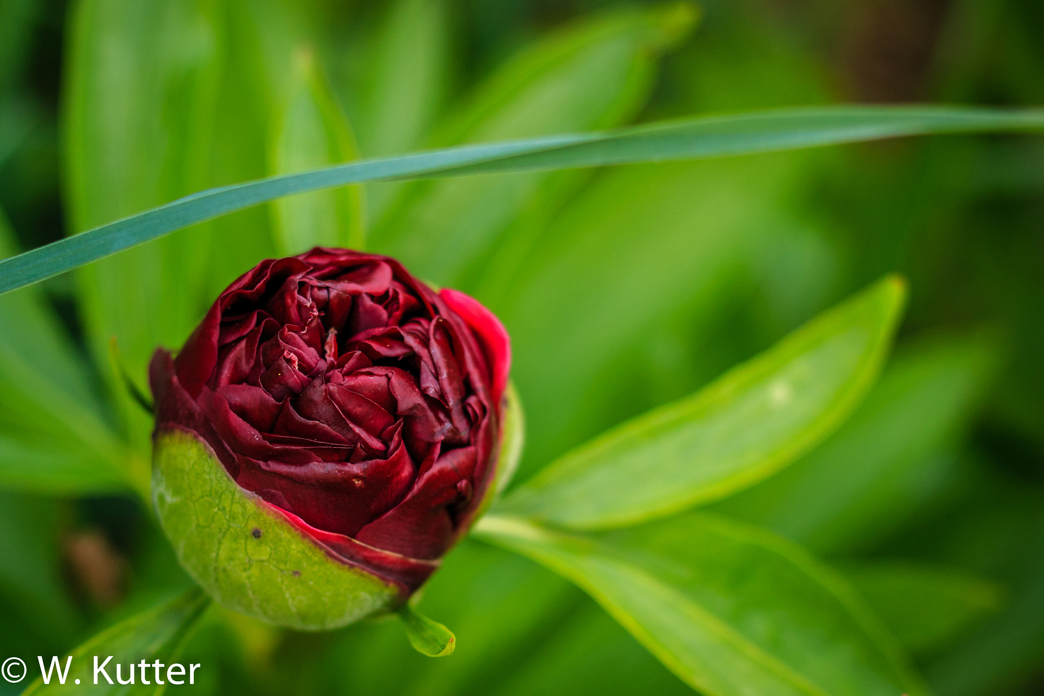 Canon EOS 70D + Canon EF 35mm F2 sample photo. Growing flower photography