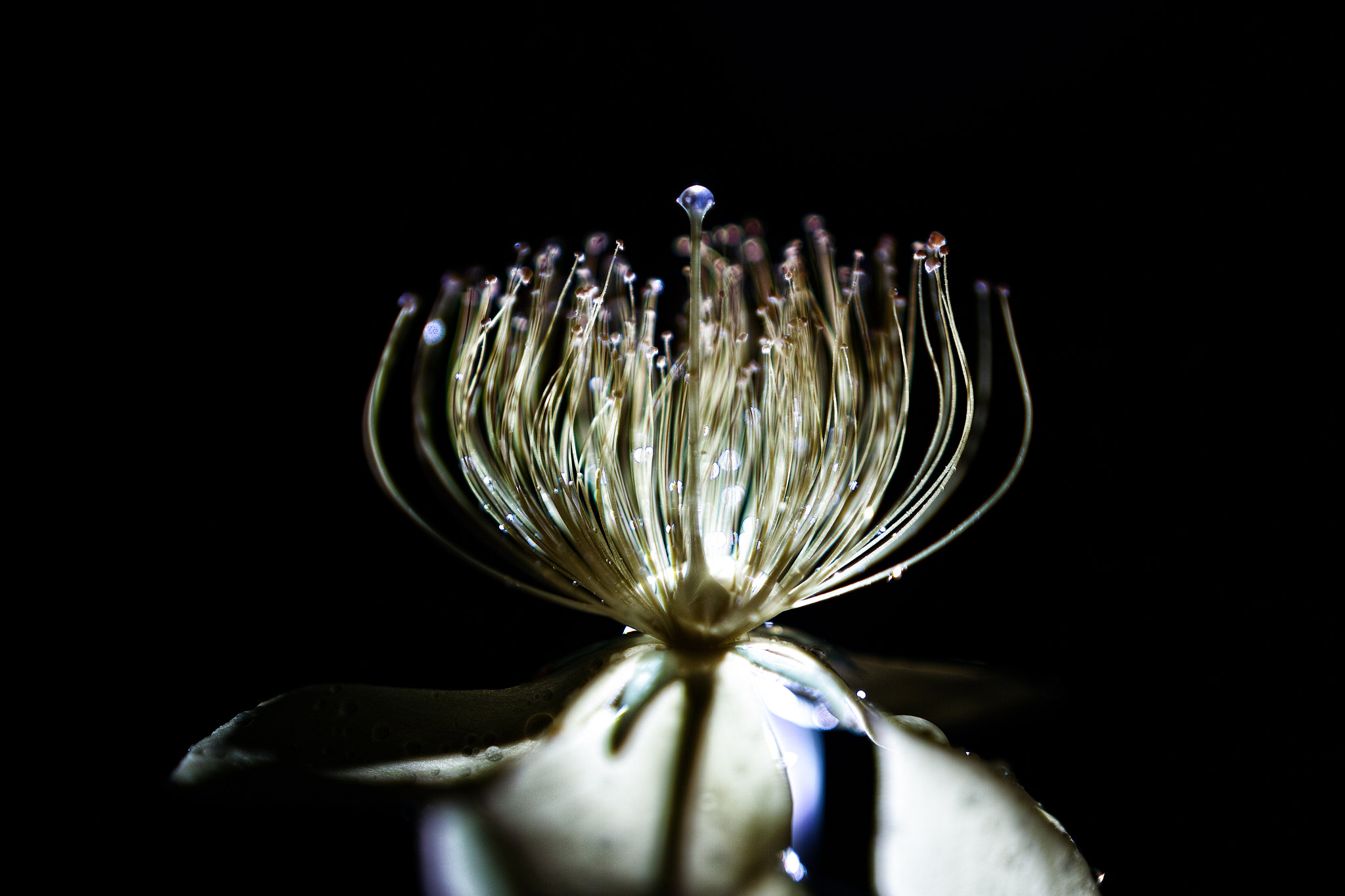 Sigma SD1 sample photo. Insight photography