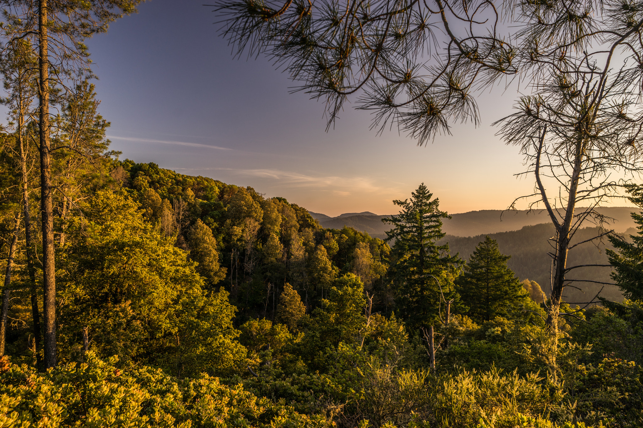 Sony a7 + E 21mm F2.8 sample photo. Evening glow portola redwood state park photography