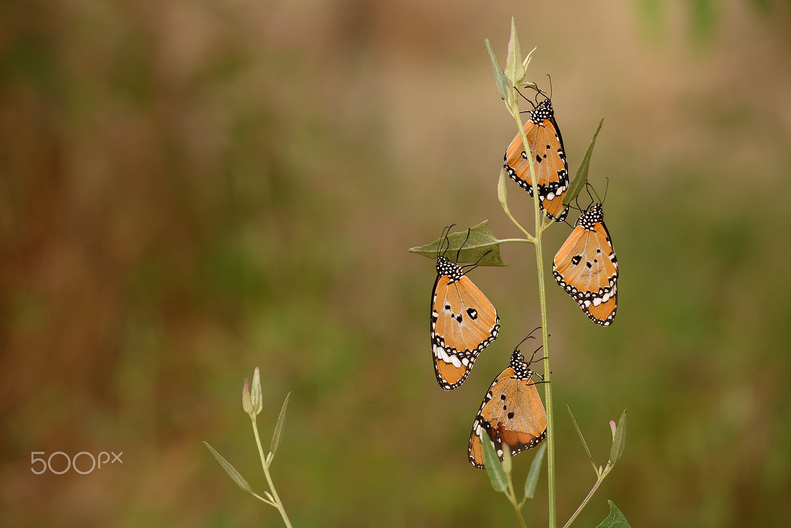 Sigma 150mm F2.8 EX DG Macro HSM sample photo. Danaus chrysippus photography