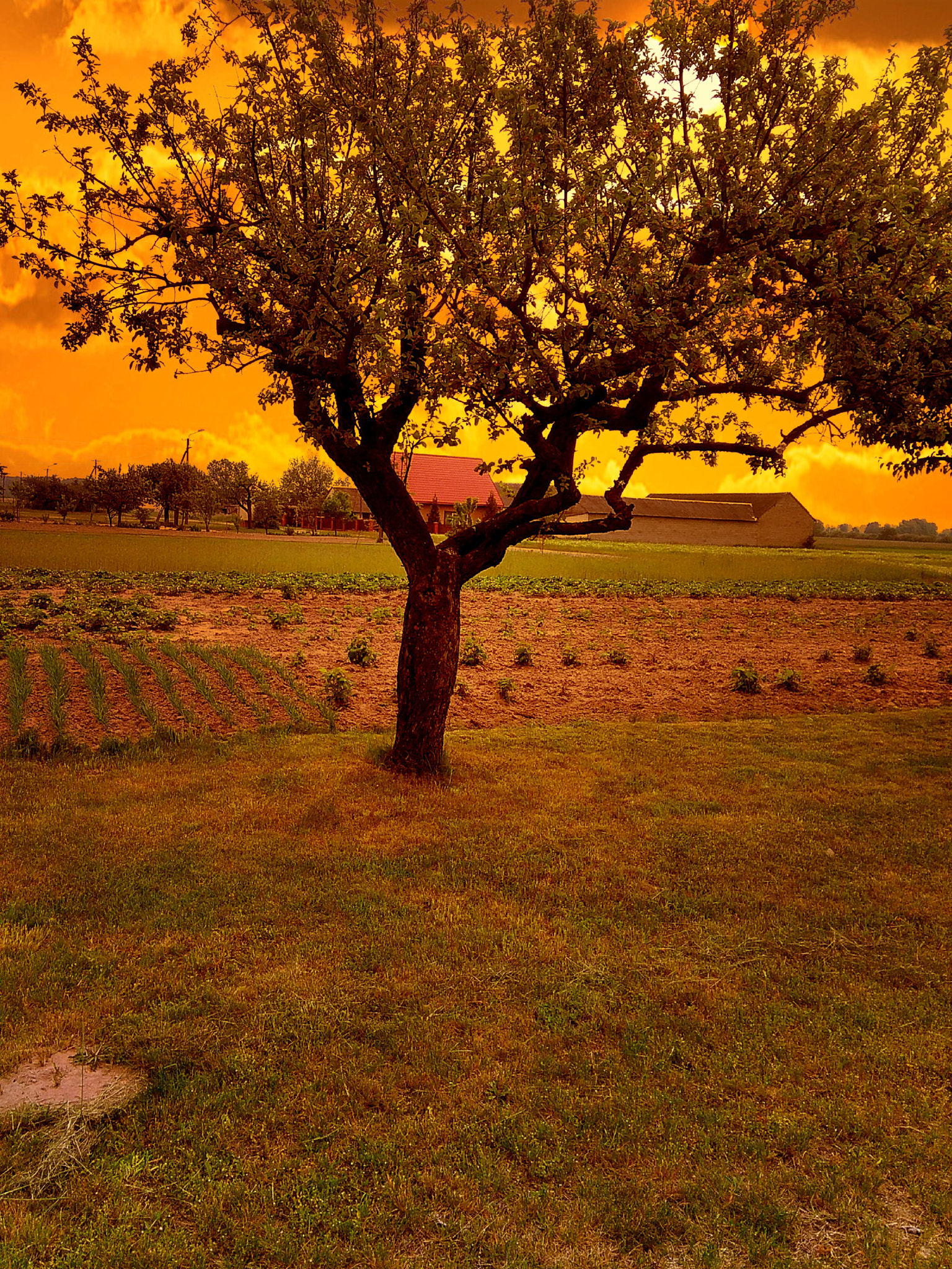 HUAWEI G620S-L01 sample photo. Tree on sunset background. photography