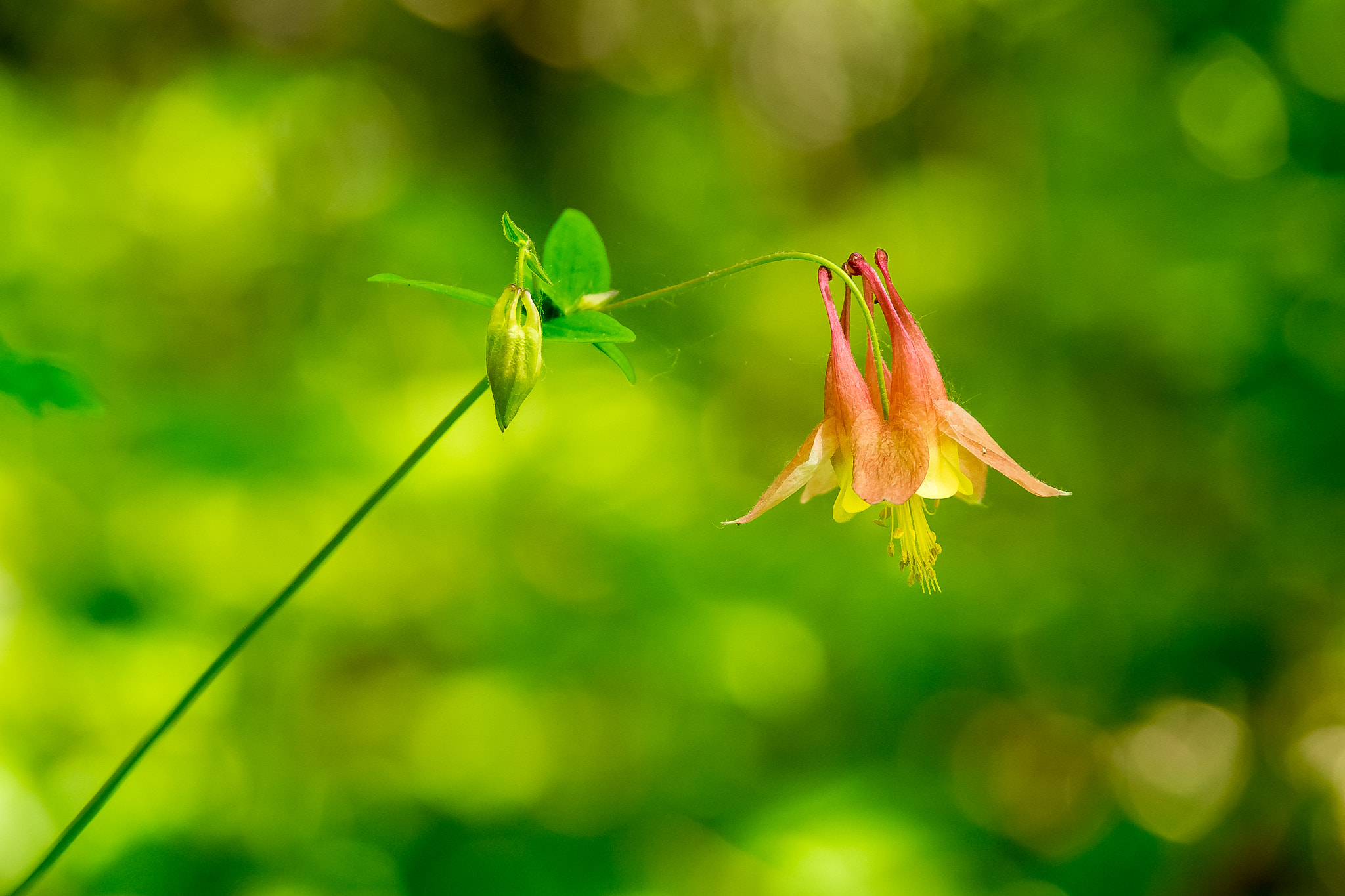 Panasonic Lumix DMC-GH3 sample photo. A solitary dream photography