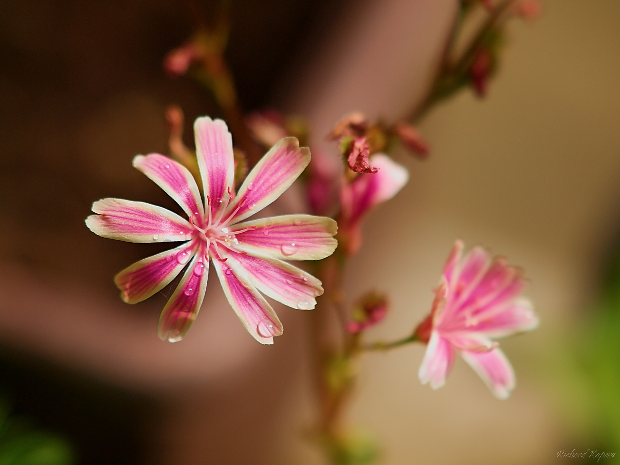 Olympus E-30 sample photo. After rain photography