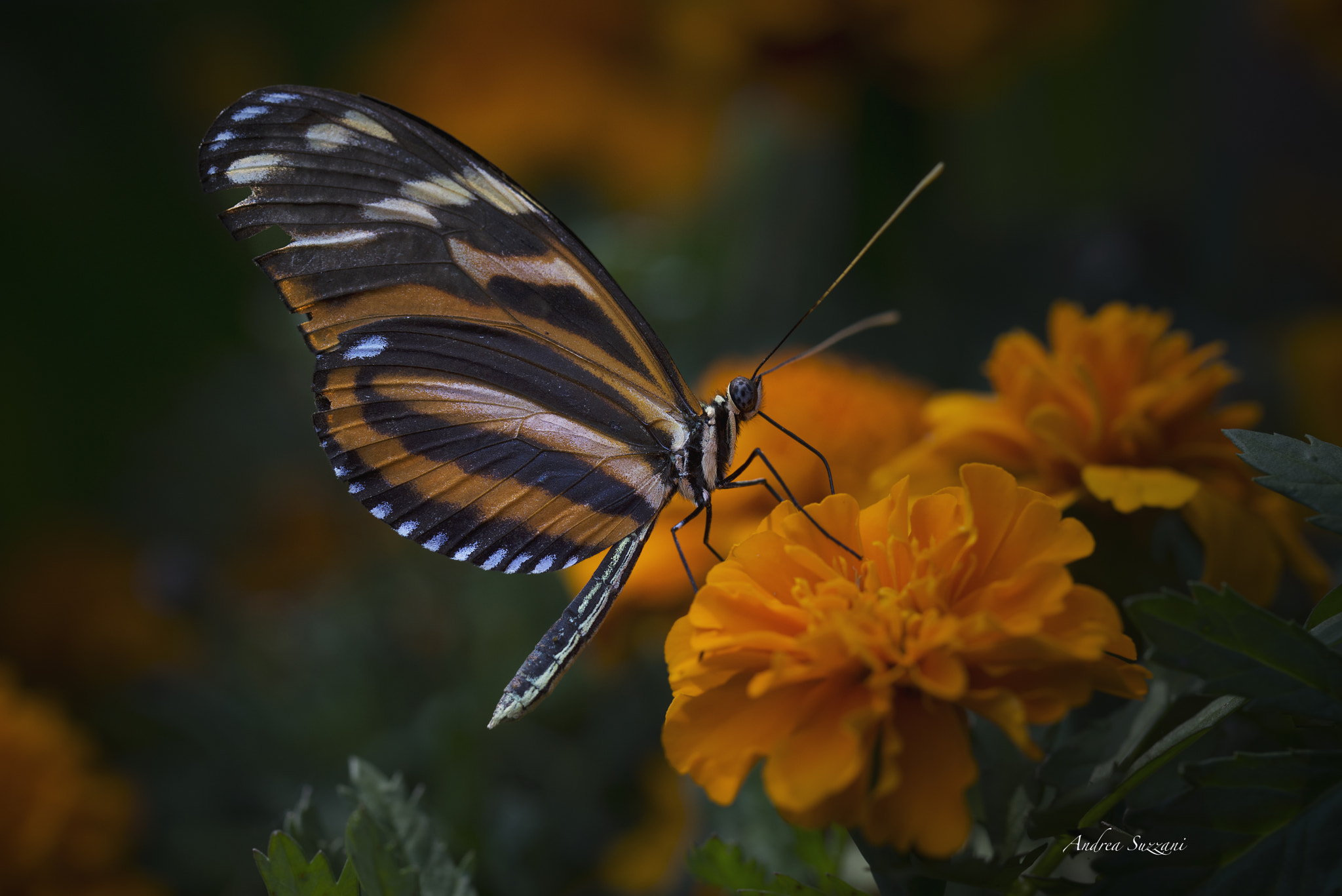 Nikon D600 sample photo. Farfalla photography