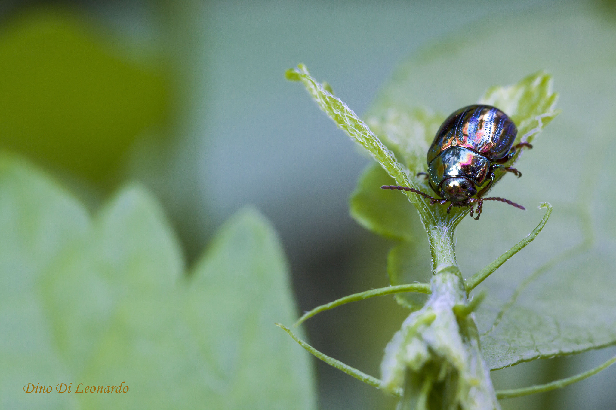 Sigma 105mm F2.8 EX DG OS HSM sample photo. Linaeidea aenea. photography