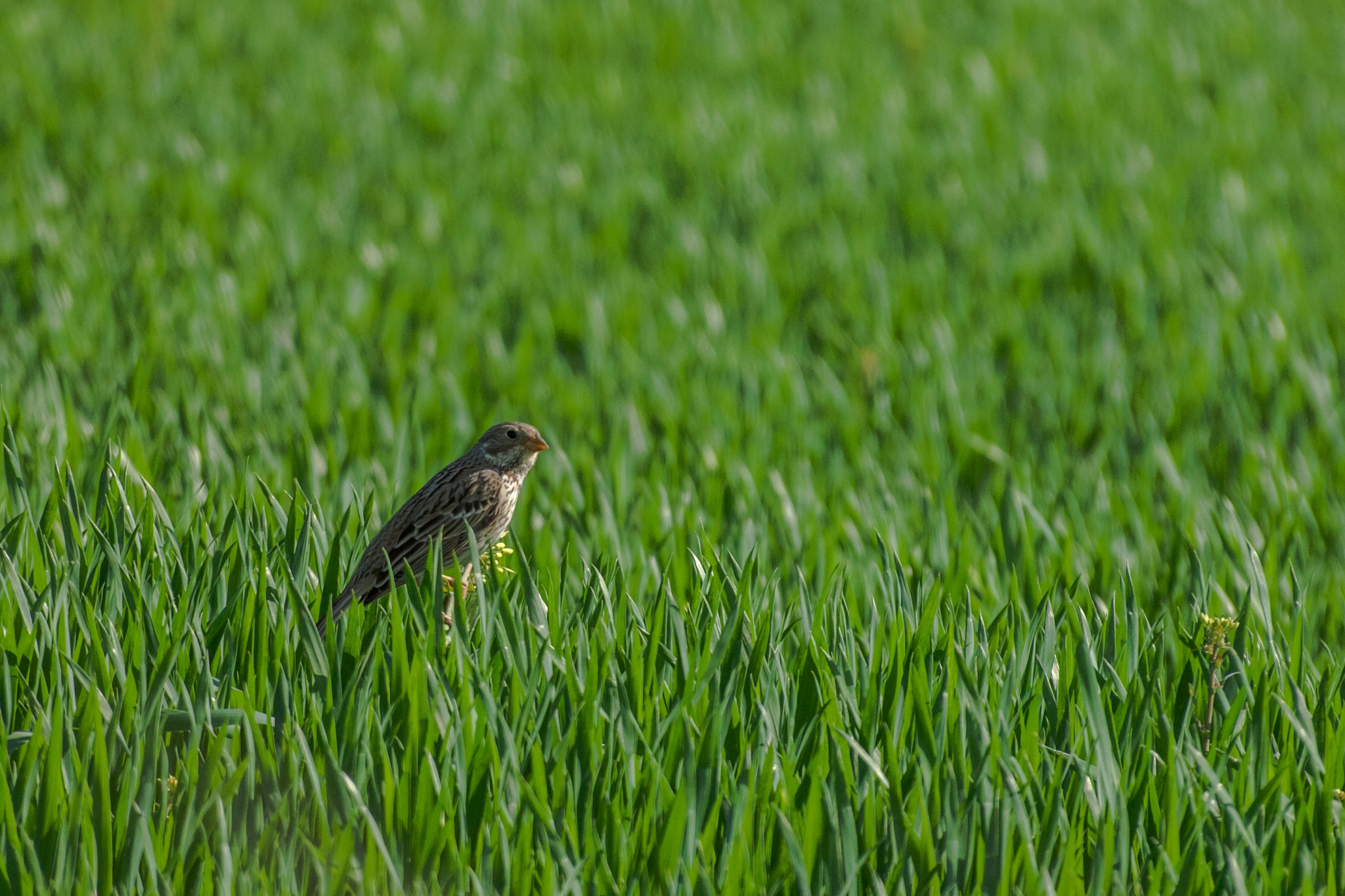 Olympus Zuiko Digital ED 70-300mm F4.0-5.6 sample photo. In the field photography