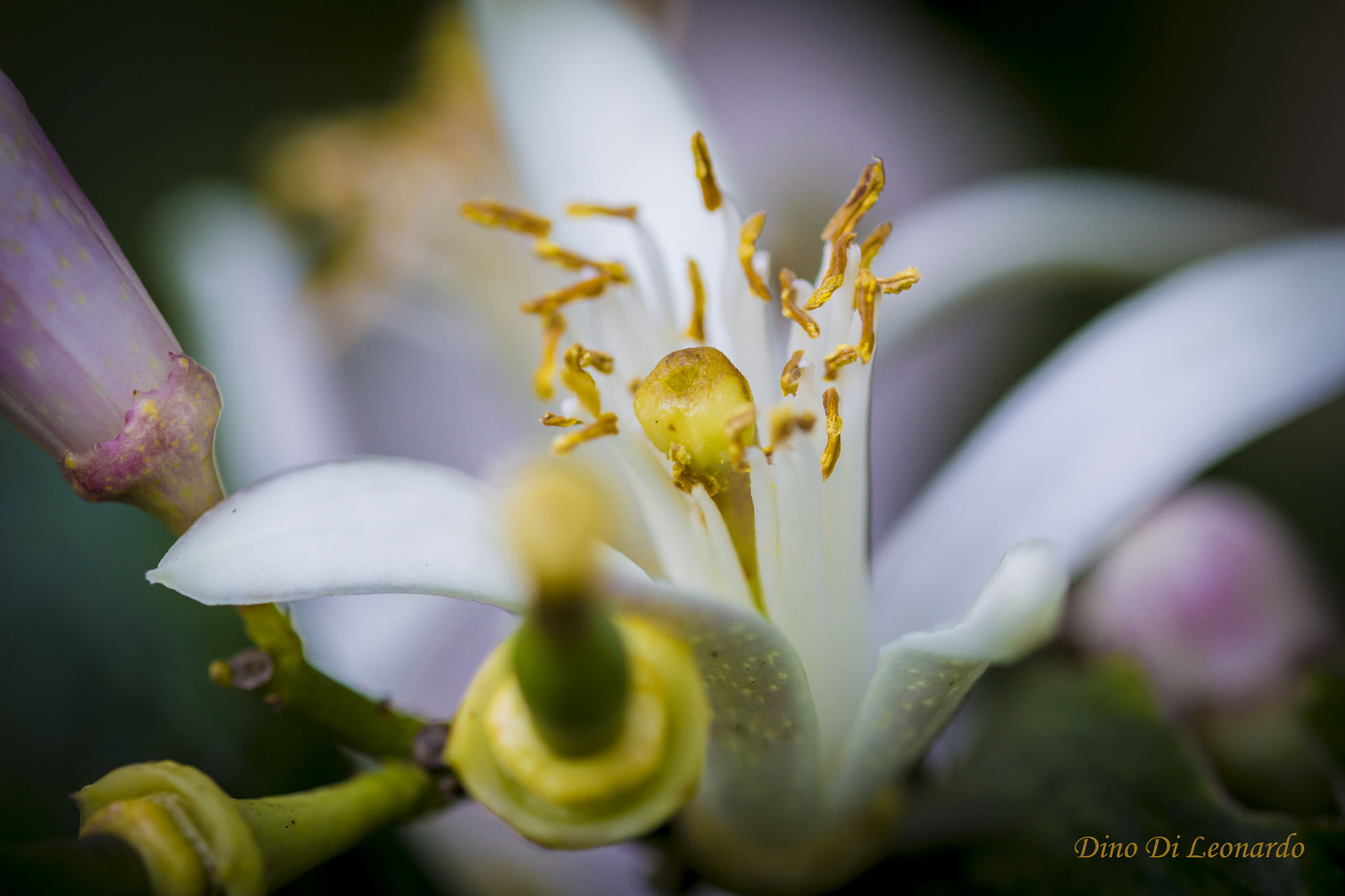 Sigma 105mm F2.8 EX DG OS HSM sample photo. Zagara. photography