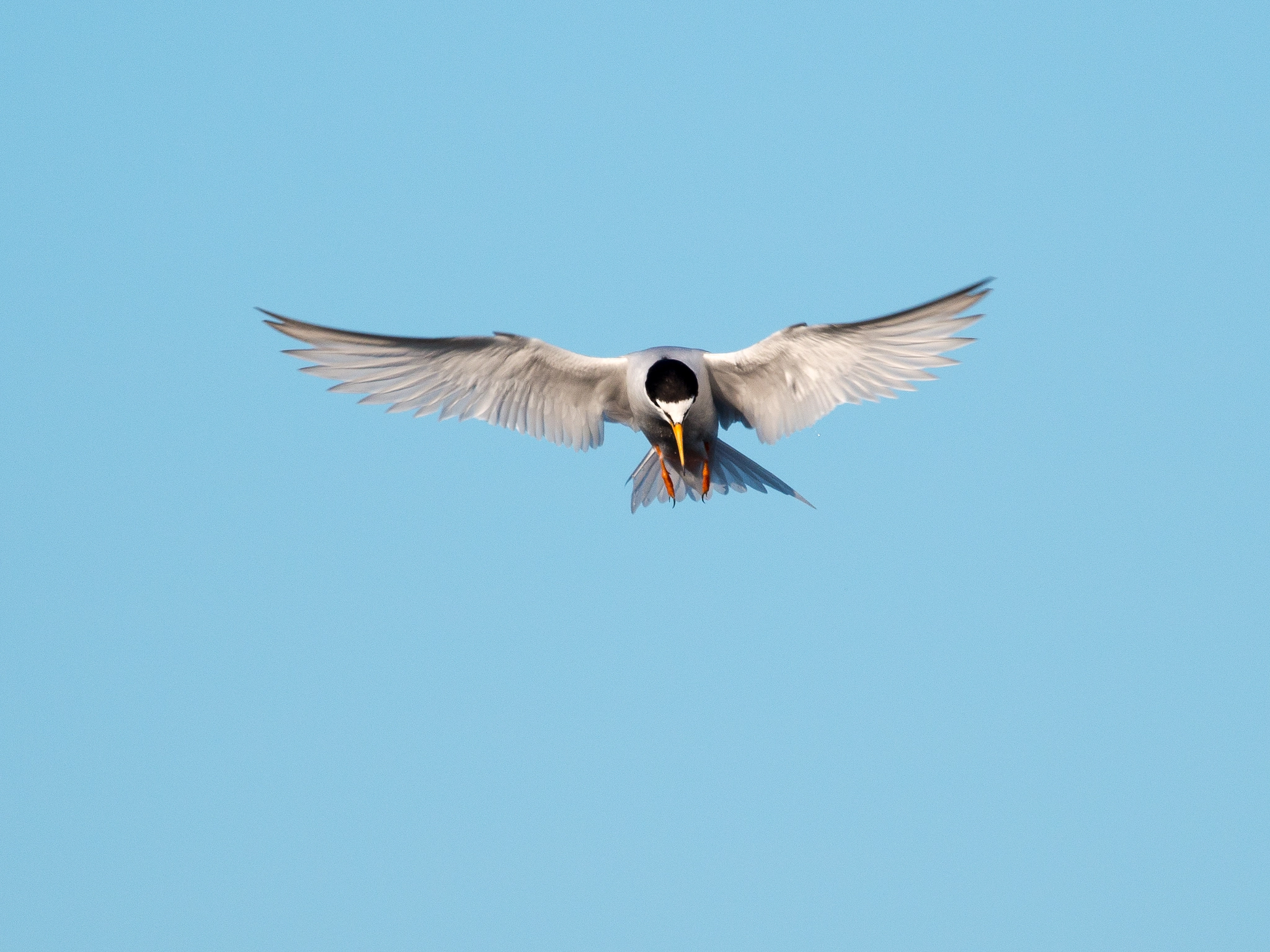Olympus OM-D E-M1 + M.300mm F4.0 + MC-14 sample photo. Hovering photography