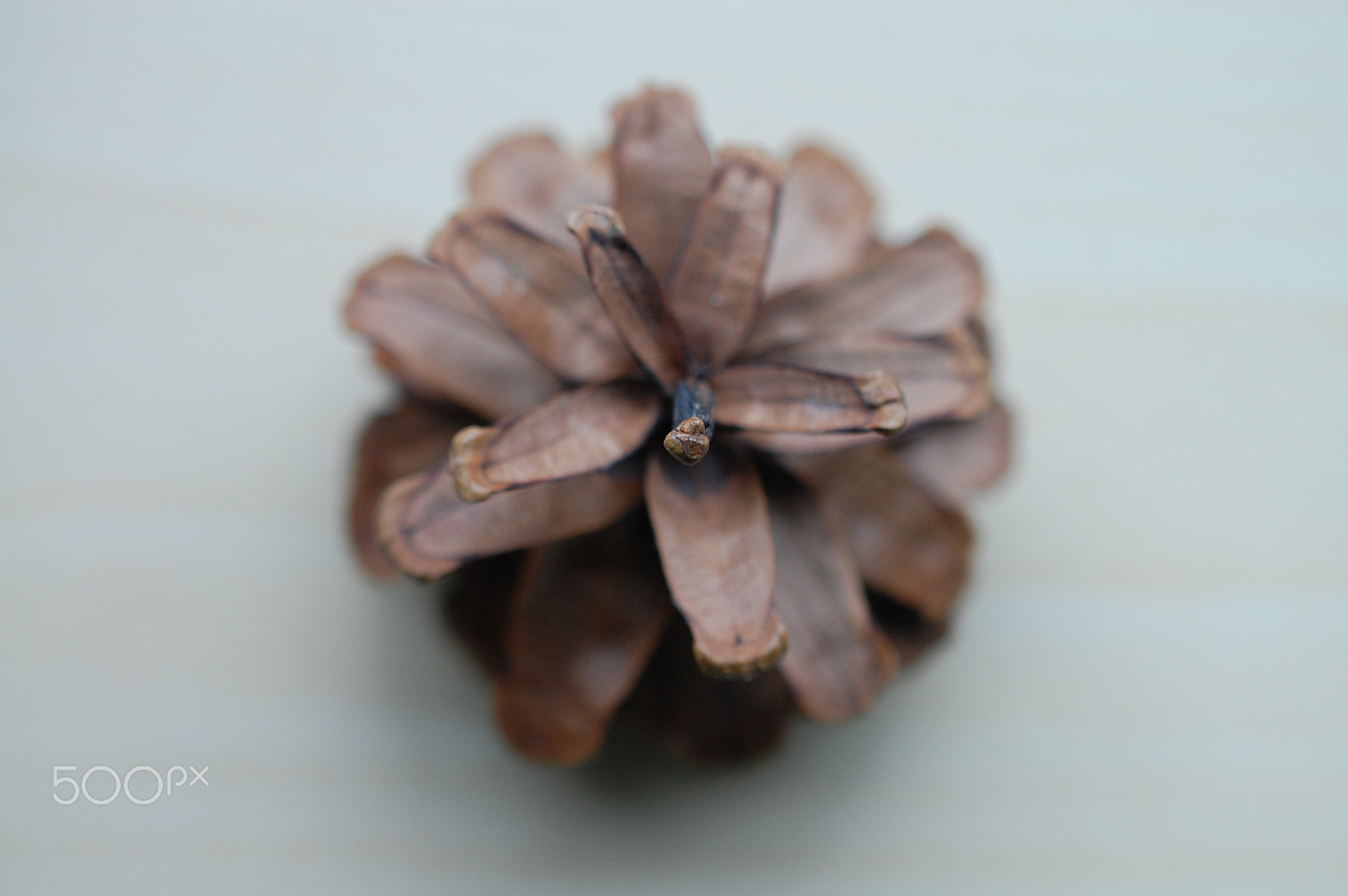 Nikon AF-S DX Micro Nikkor 40mm F2.8 sample photo. Seed star photography
