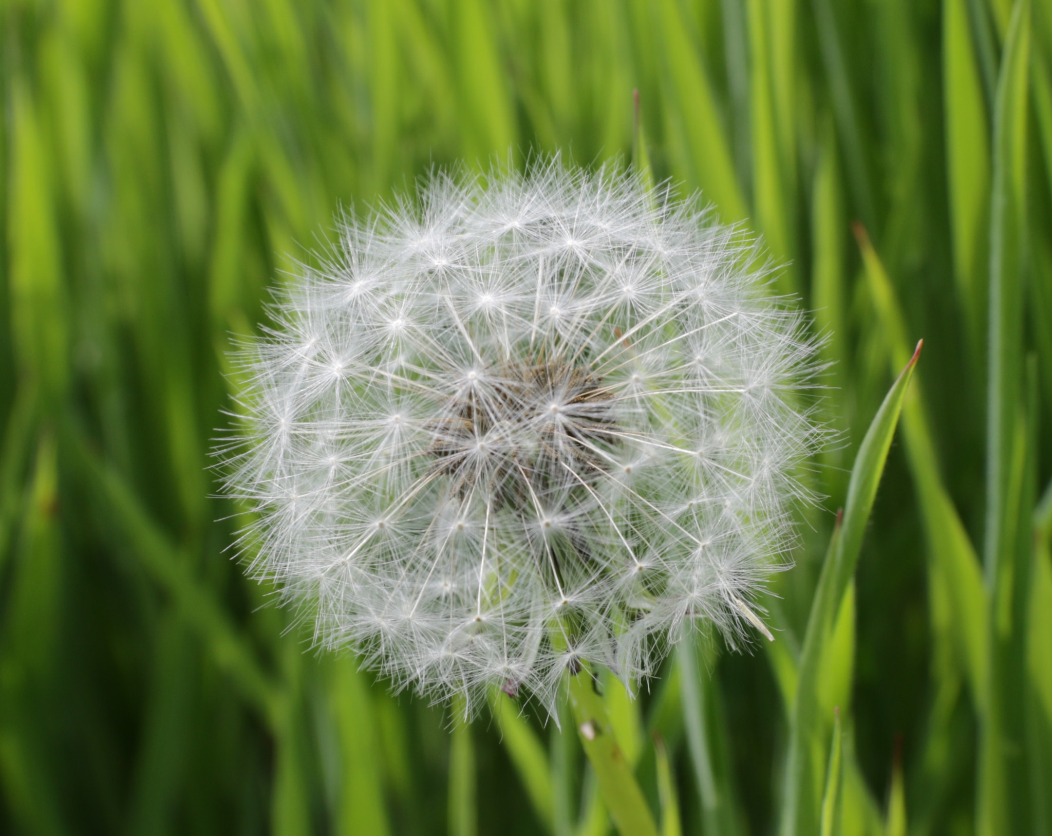 Canon 17-50mm sample photo. Yet another dandelion 'fairy', but i like the long grass background on this one. photography
