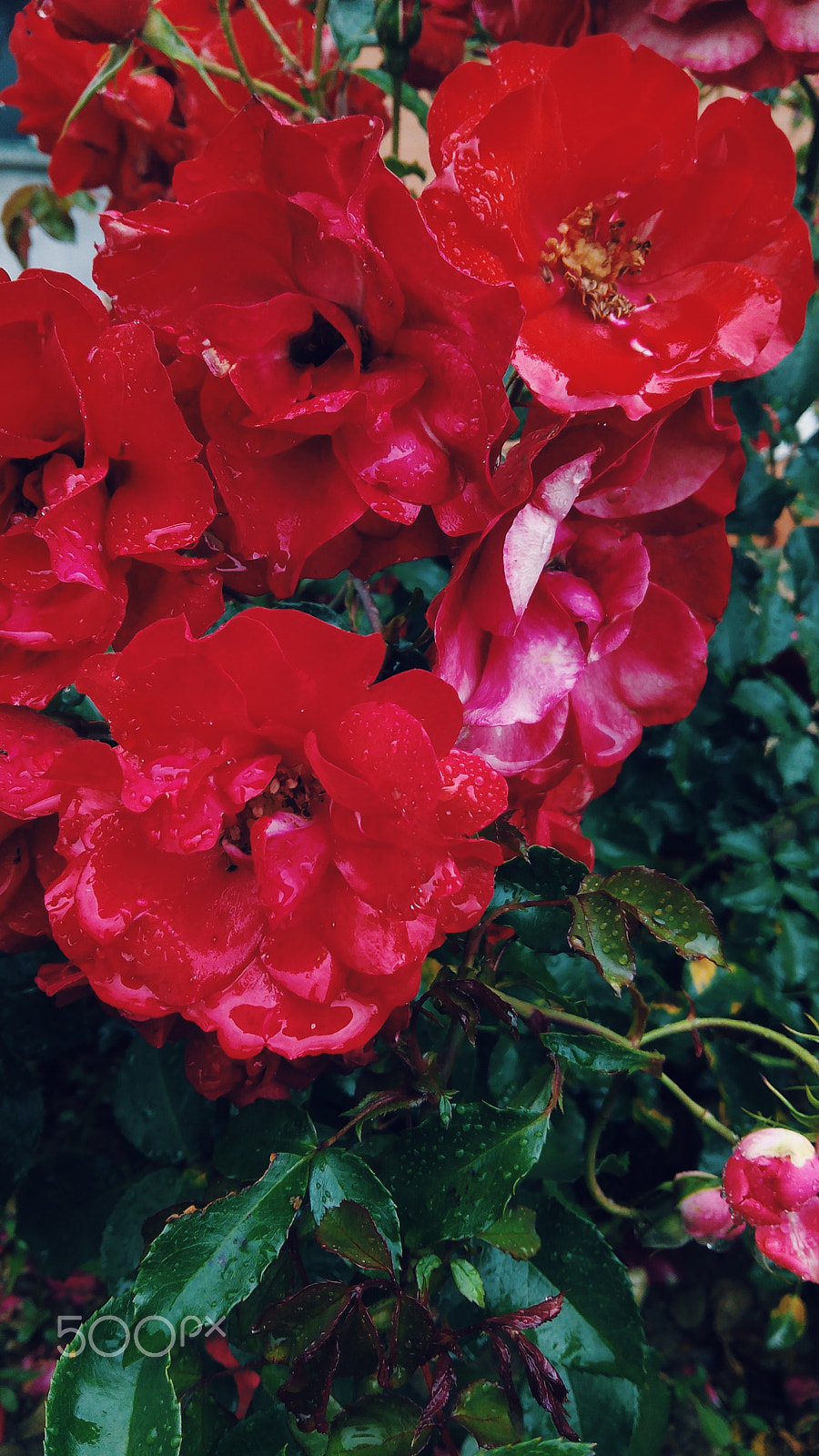 bq Aquaris E5 FHD sample photo. Roses photography