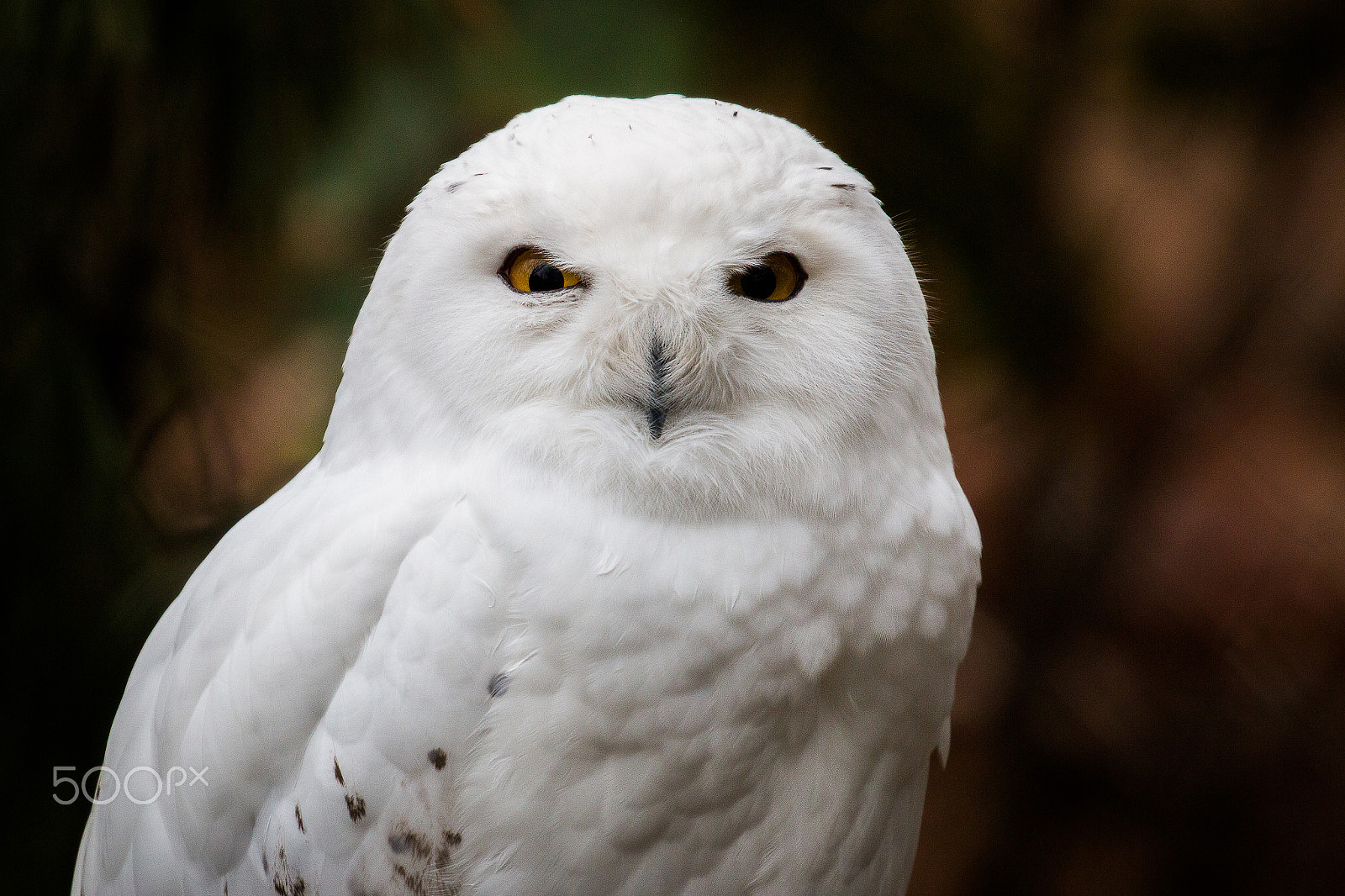 Canon EF 100-400mm F4.5-5.6L IS II USM sample photo. Snowy owl photography