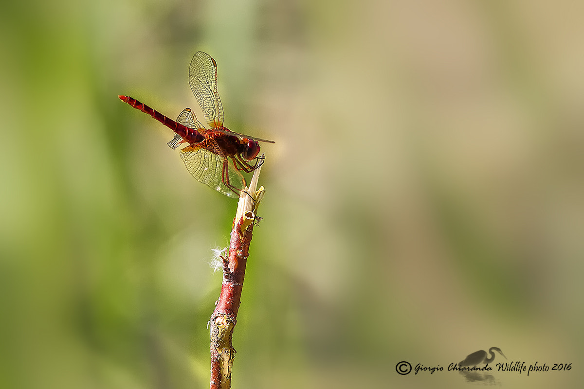 Canon EOS 7D + Canon EF 400mm F5.6L USM sample photo. Flame skimmer (libellula saturata) photography