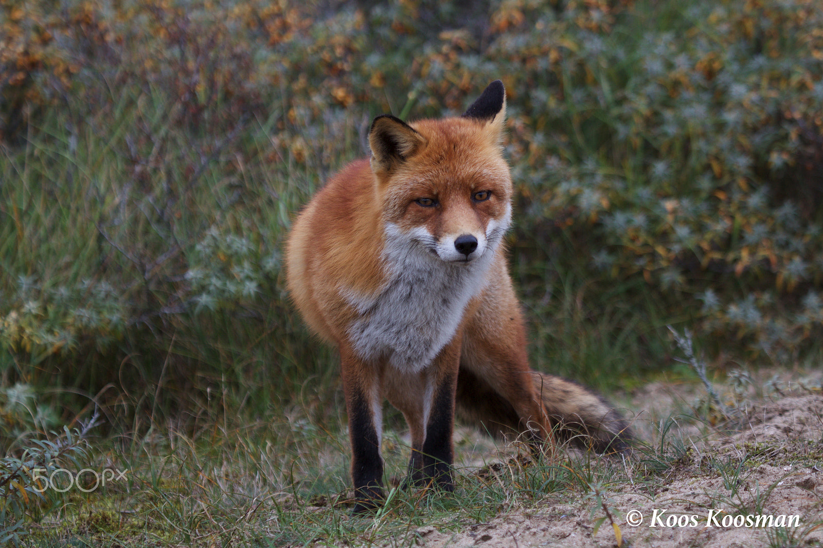 Canon EF 100-400mm F4.5-5.6L IS USM sample photo. European red fox photography