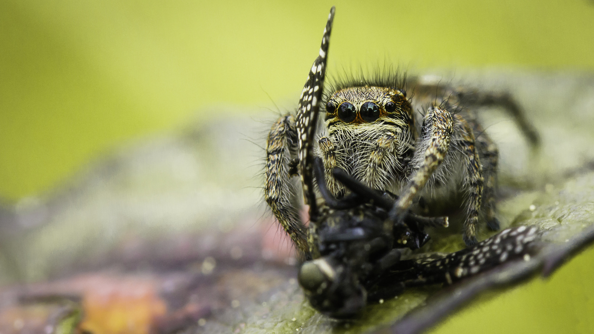 Tamron SP AF 60mm F2 Di II LD IF Macro sample photo. Spider iii photography