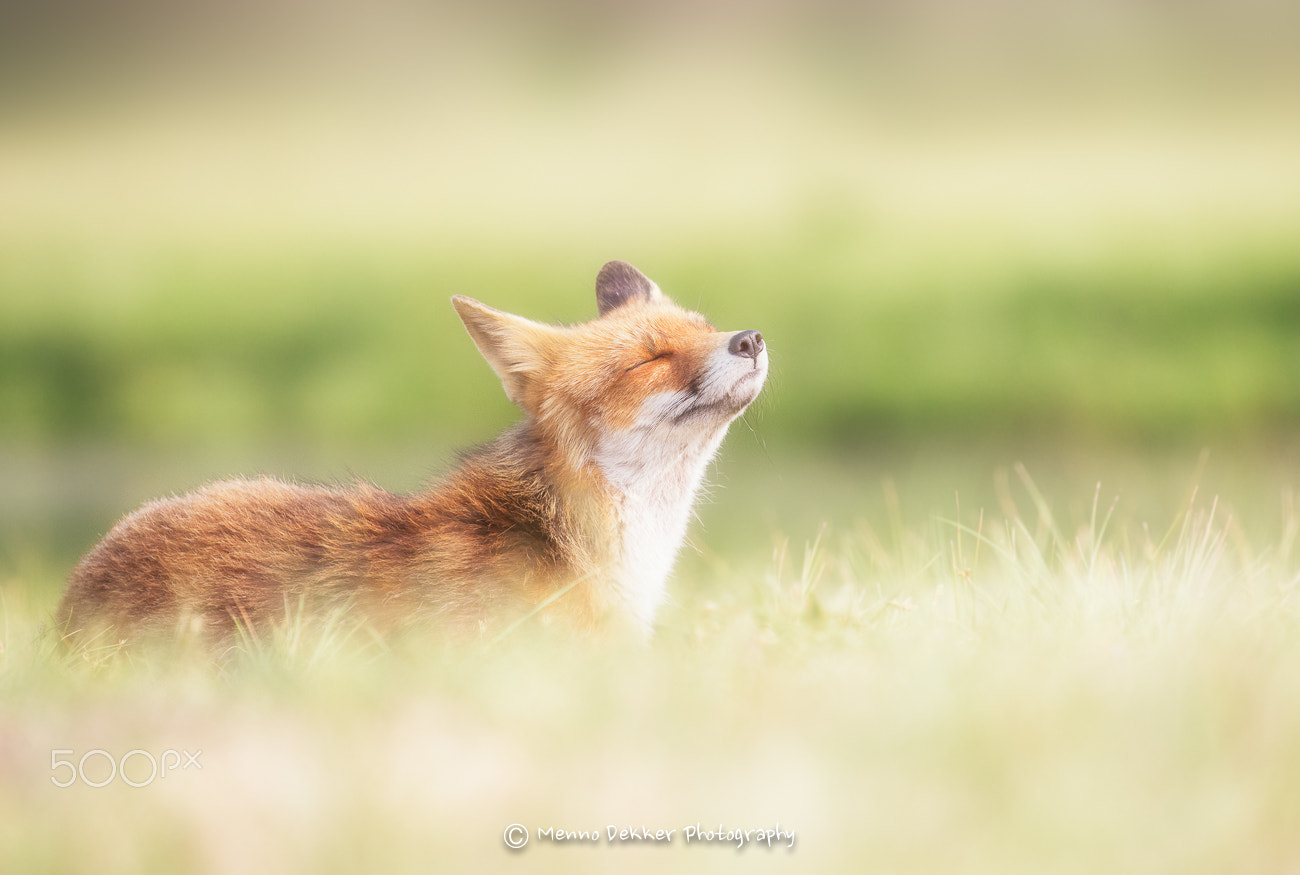 Canon EF 100-400mm F4.5-5.6L IS II USM sample photo. I smell summer is coming….. photography