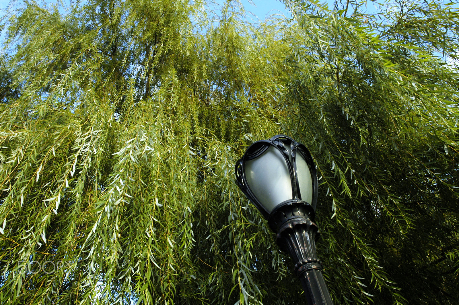 Nikon D100 sample photo. Устремляясь ввысь. photography
