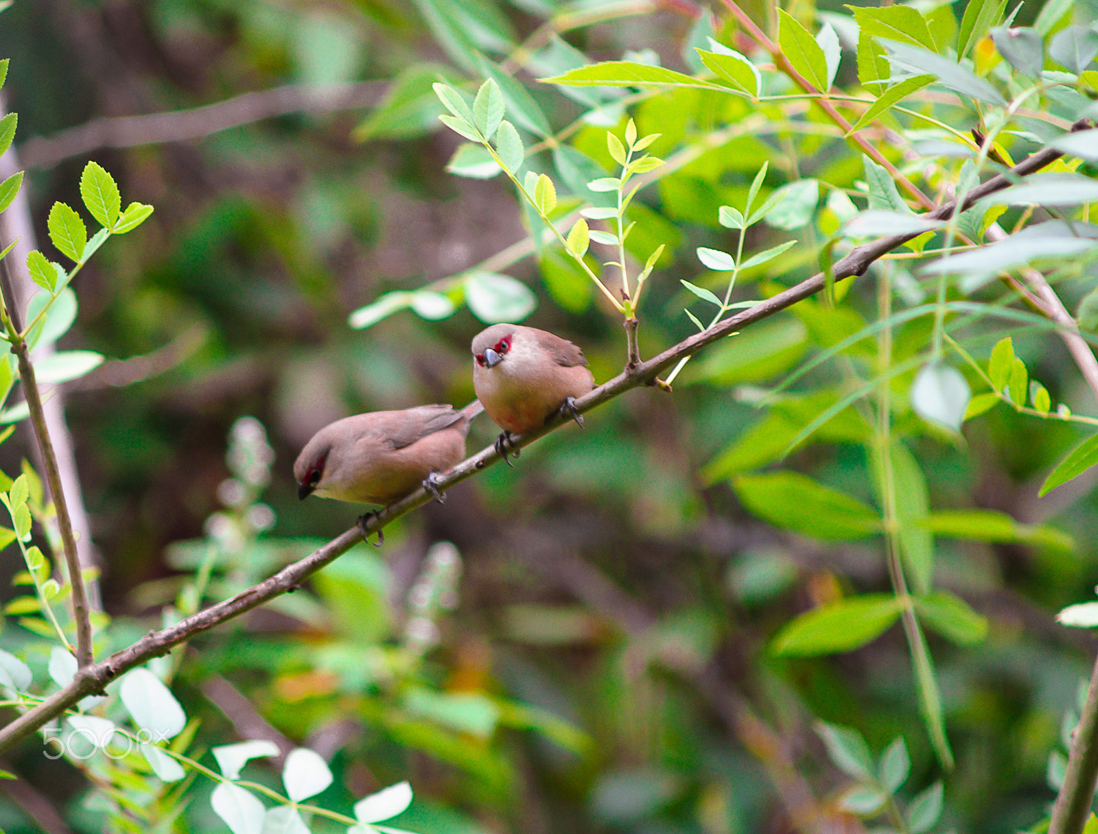 Nikon D90 + AF Zoom-Nikkor 70-210mm f/4 sample photo. Waxbills couple photography