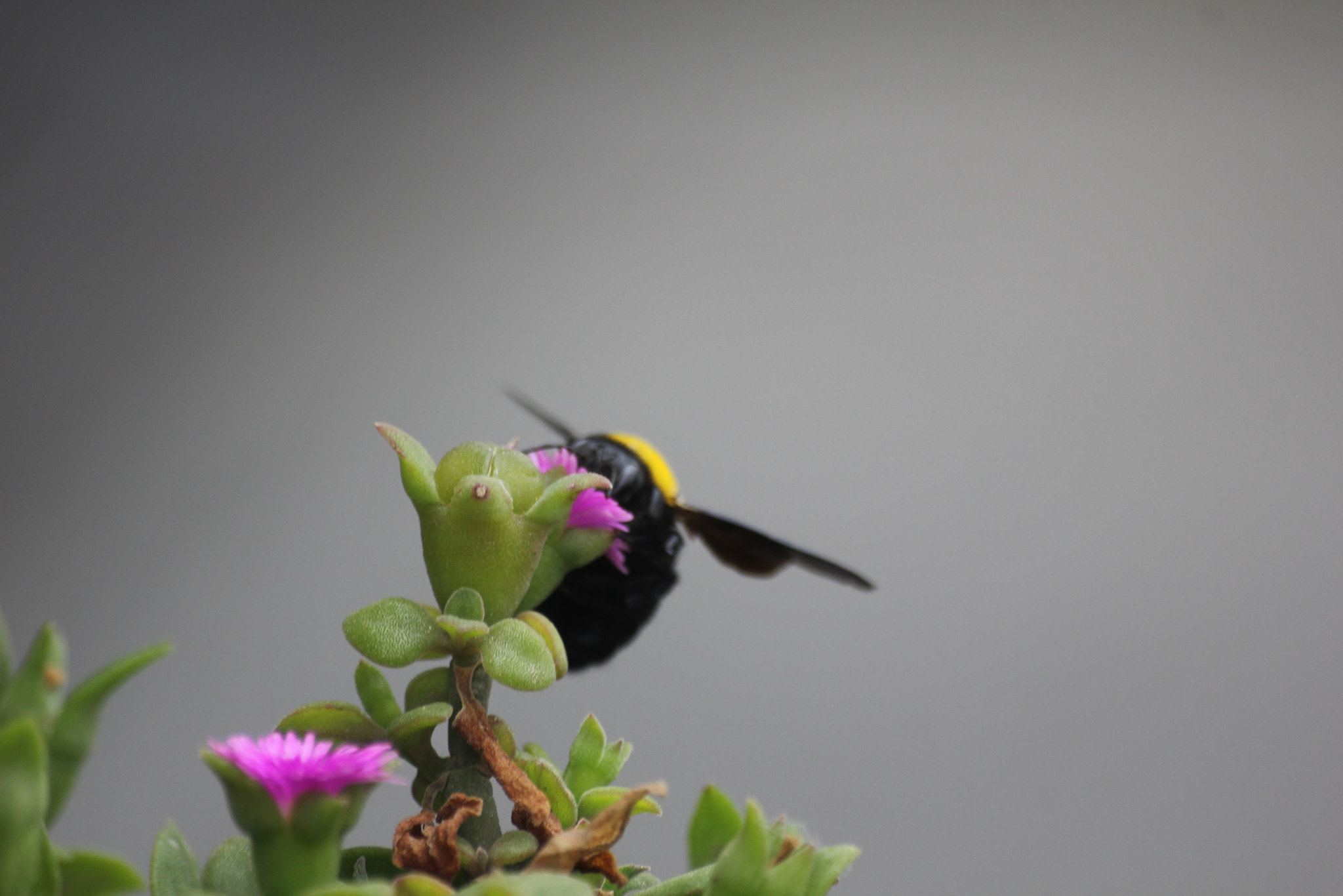 Sigma 70-300mm F4-5.6 APO DG Macro sample photo. Aucune idee du nom de cet insecte :/ :/ :/ !!!! de photography