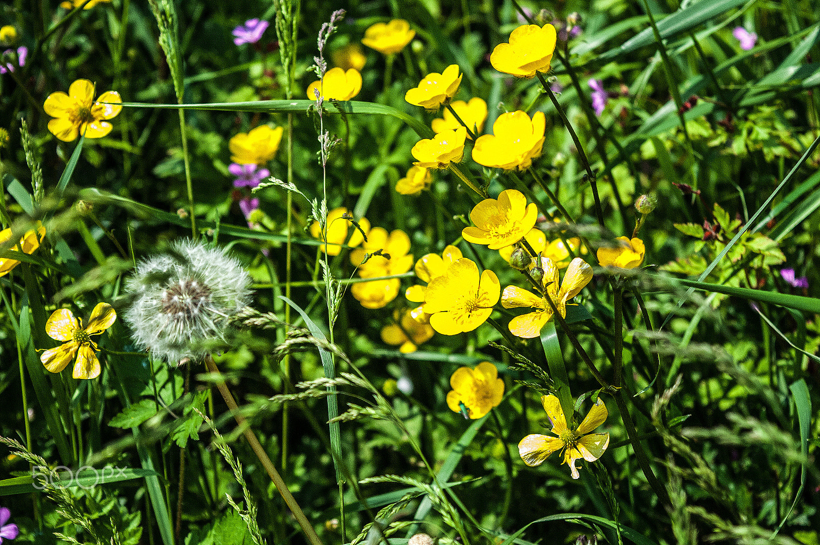 Nikon D2X sample photo. Summer time hedge photography