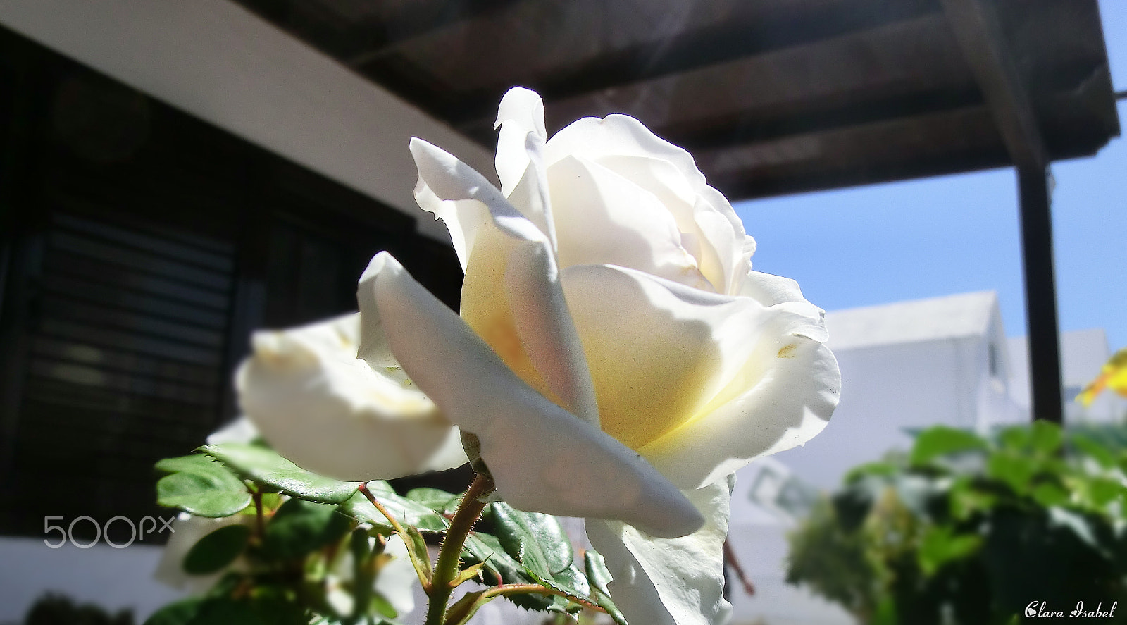 CASIO EX-H30 sample photo. Rosa blanca... photography