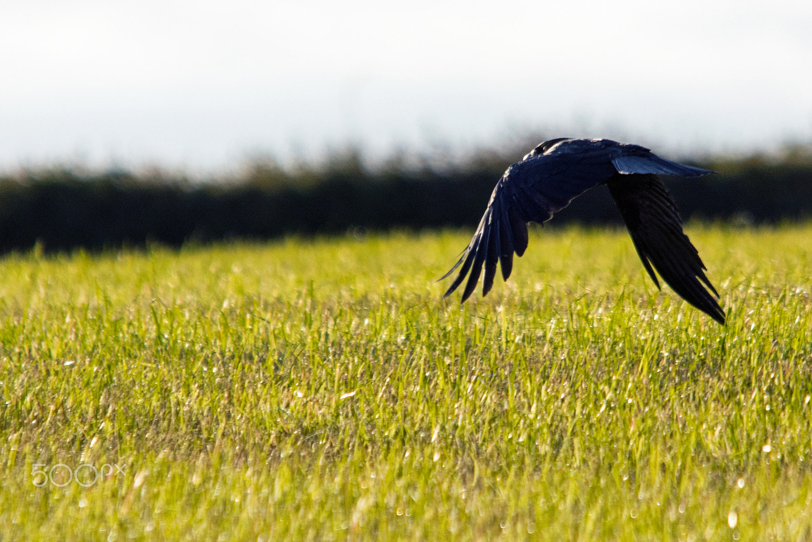 Sigma 150-500mm F5-6.3 DG OS HSM sample photo. Away photography