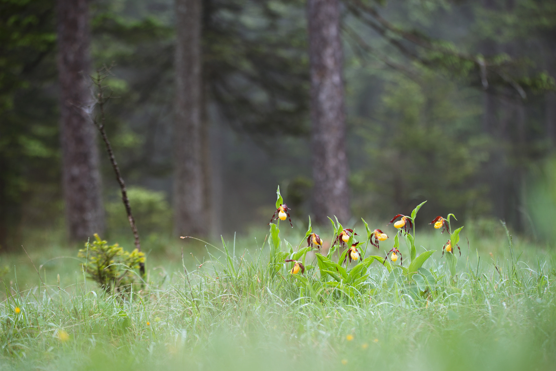 Sigma 150mm f/2.8 EX DG OS HSM APO Macro sample photo. Cypripedium calceolus photography
