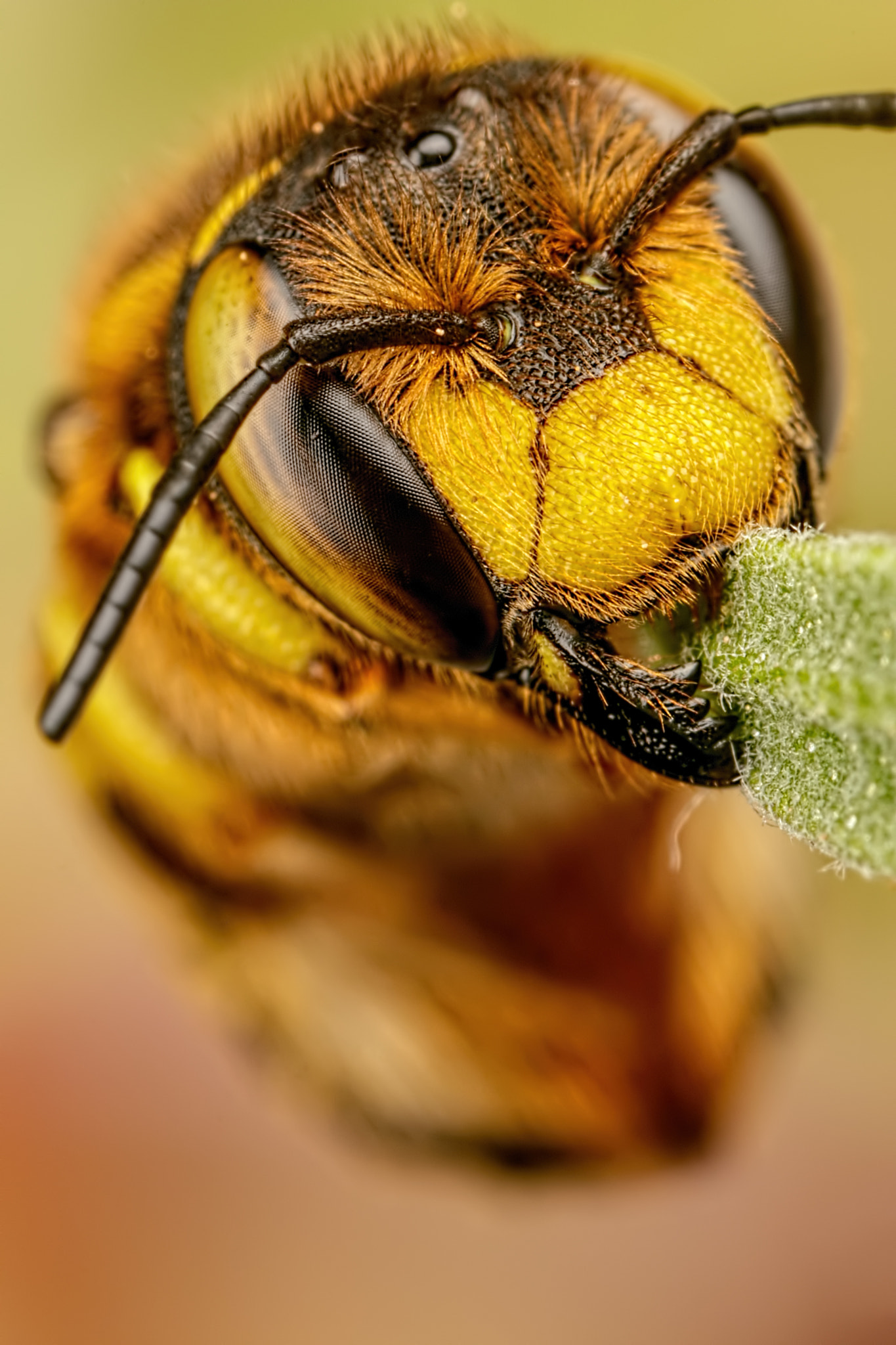 Canon MP-E 65mm F2.5 1-5x Macro Photo sample photo. European wool carder bee v photography