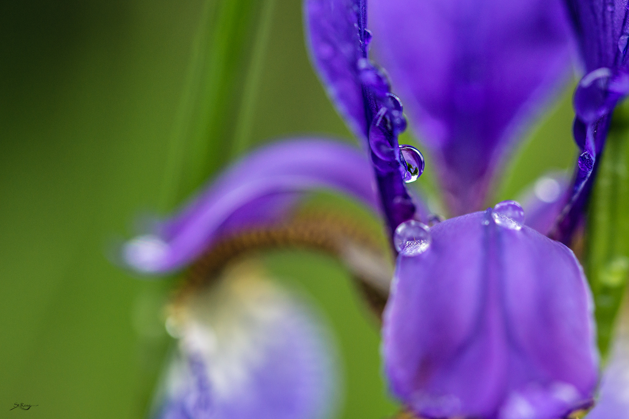 Sony SLT-A77 + 90mm F2.8 Macro SSM sample photo. Iris photography