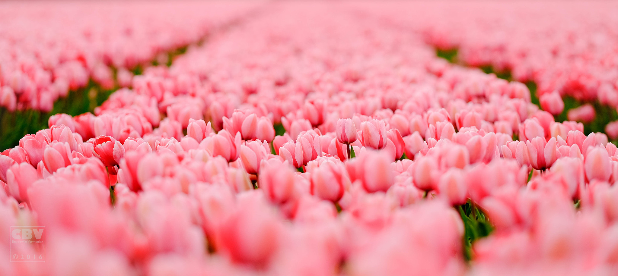Fujifilm X-E2 + Fujifilm XF 90mm F2 R LM WR sample photo. Pretty in pink photography