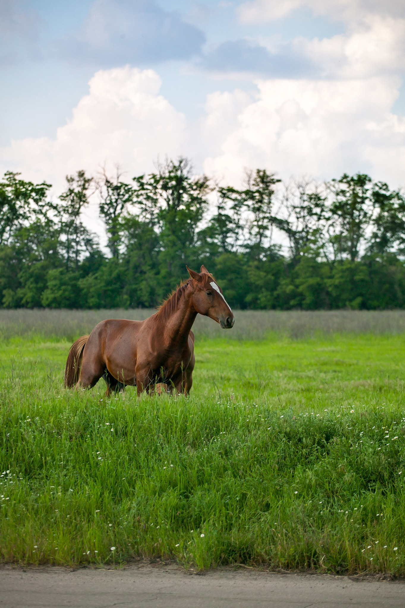 Canon EOS-1Ds + Canon EF 70-200mm F4L USM sample photo. Настоящие жители Хортицы.... photography